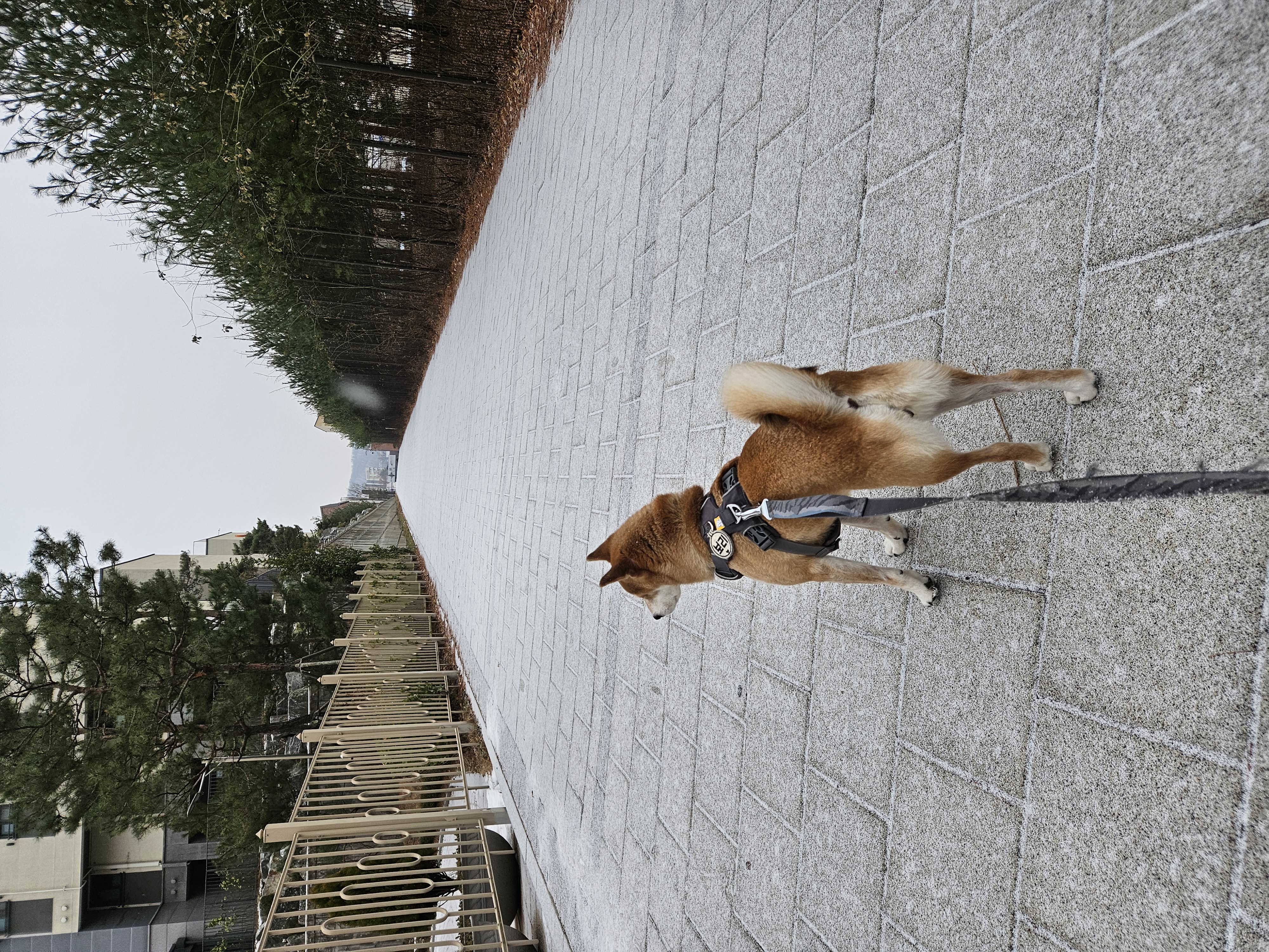 입양 3년차 보리