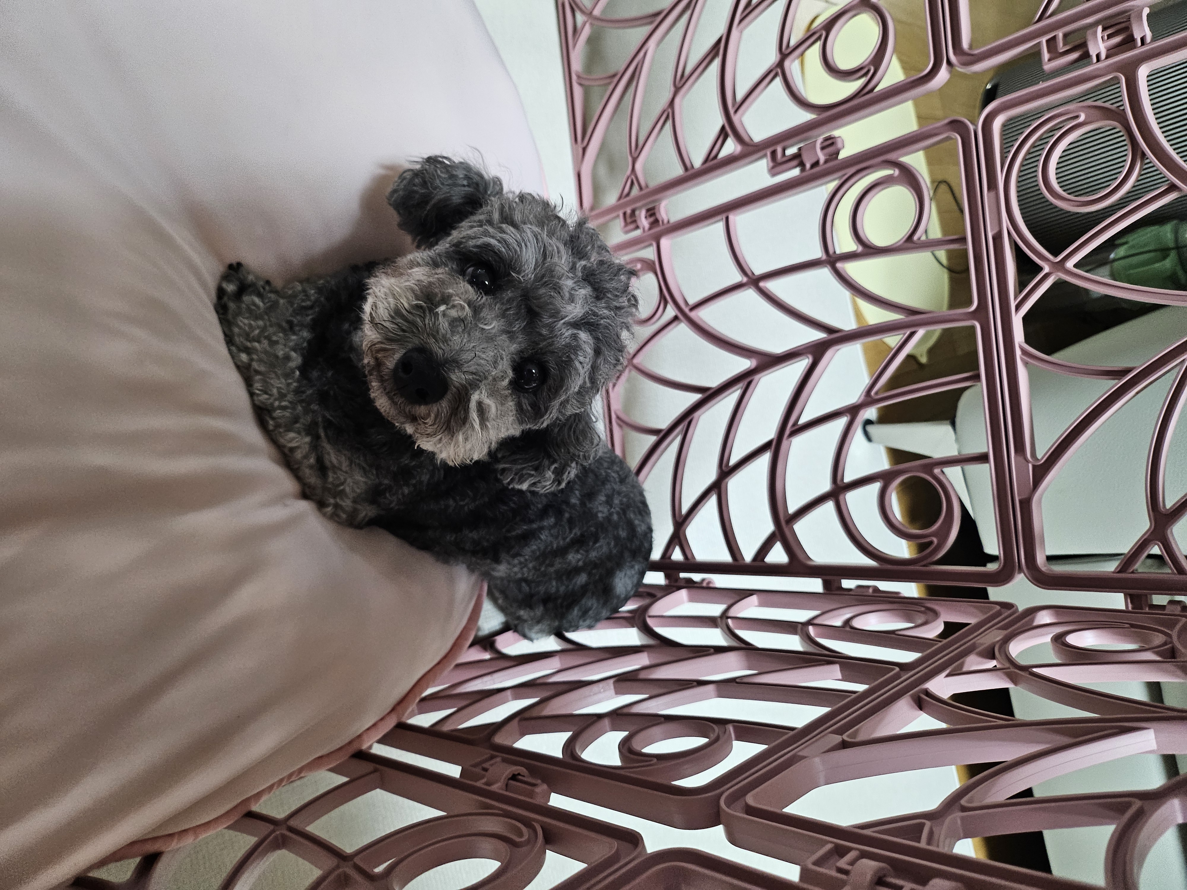 까순이(까니) 3개월차 임보 소식입니다.