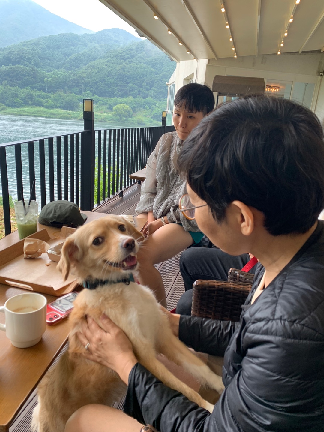 입양 2년차 루시(삼콩)이야기