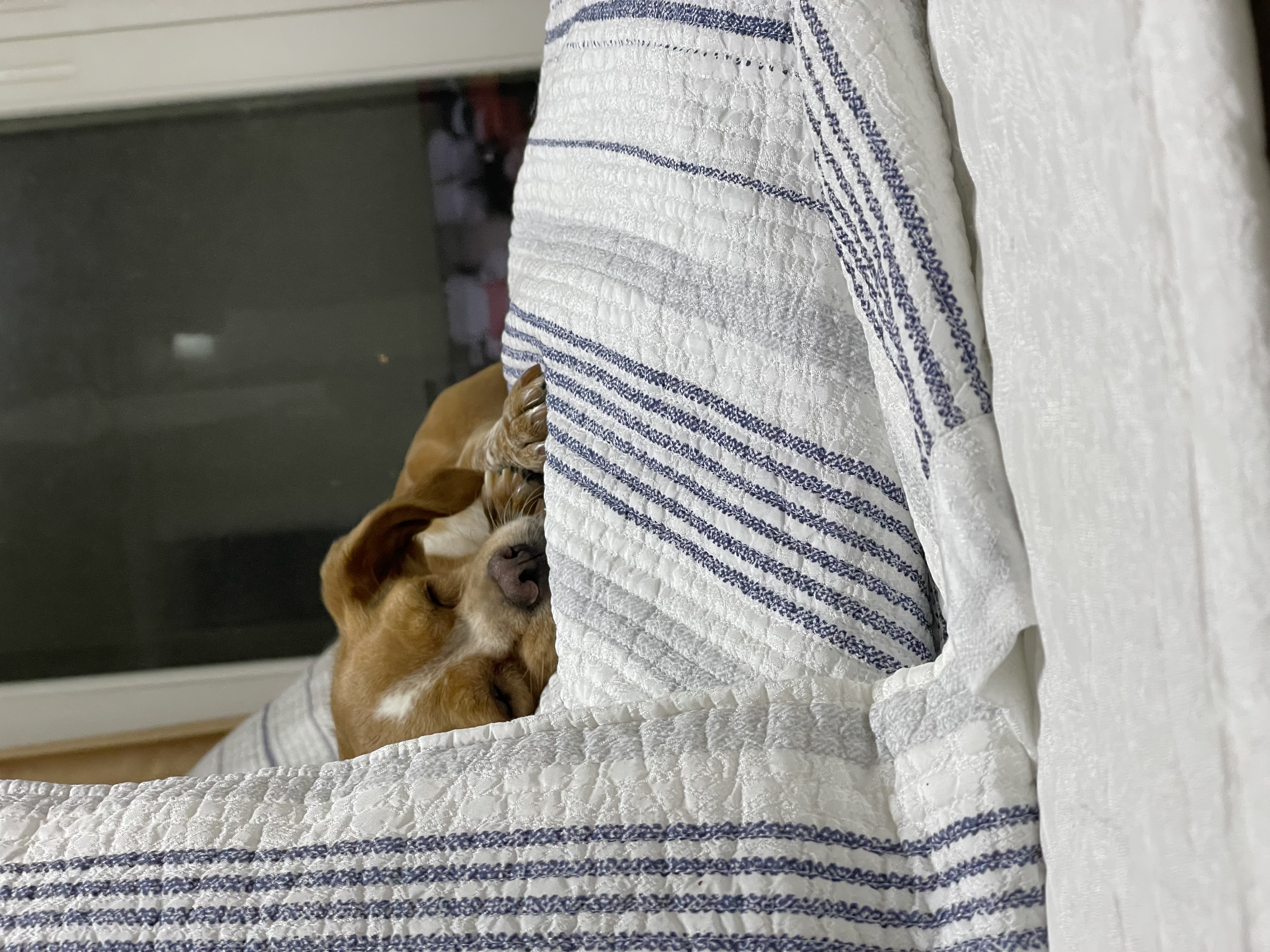 밤이(삐삐)의 소식을 전해요