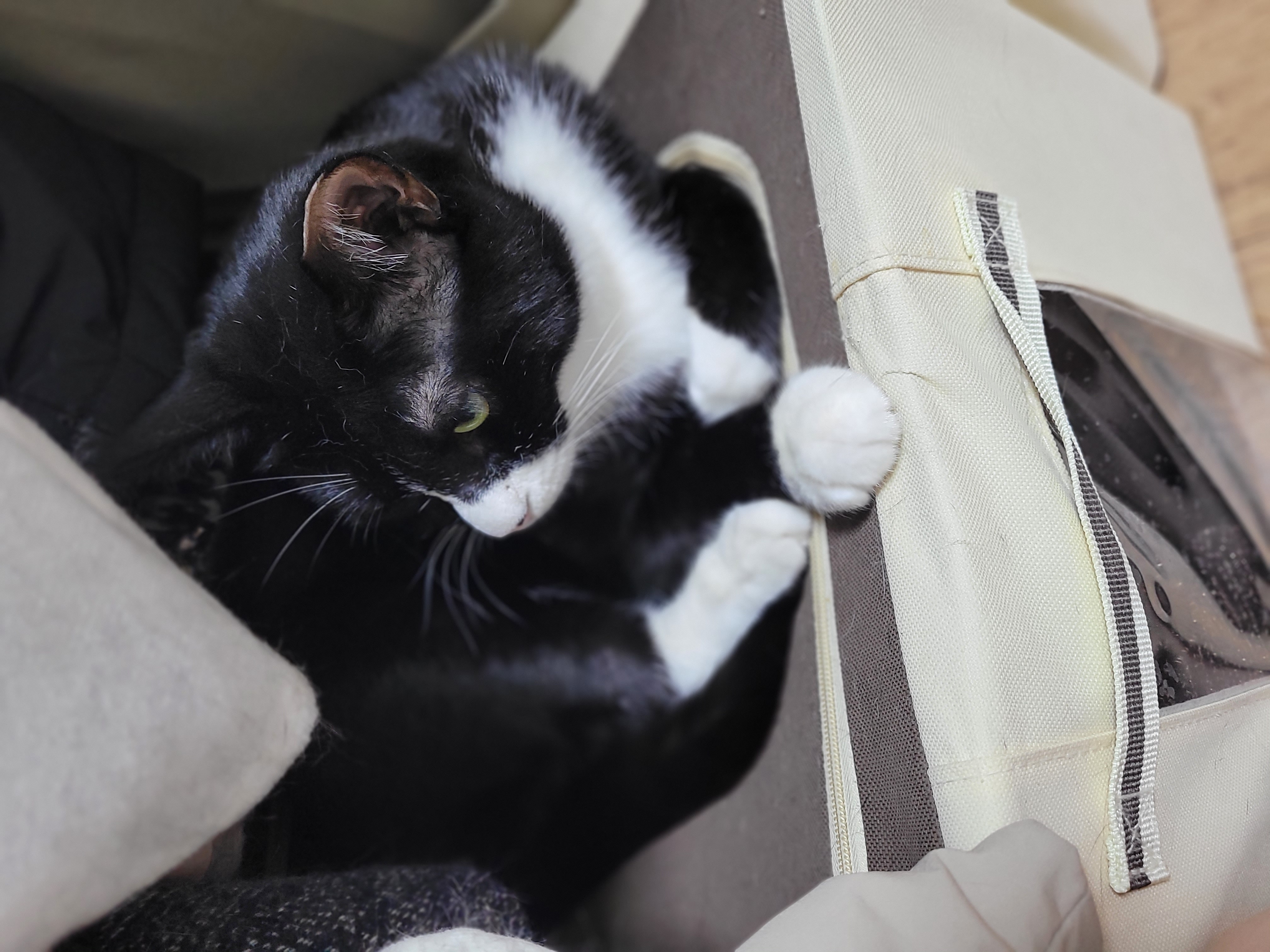 우리 함께한지 2년 레오(이루) 입니다