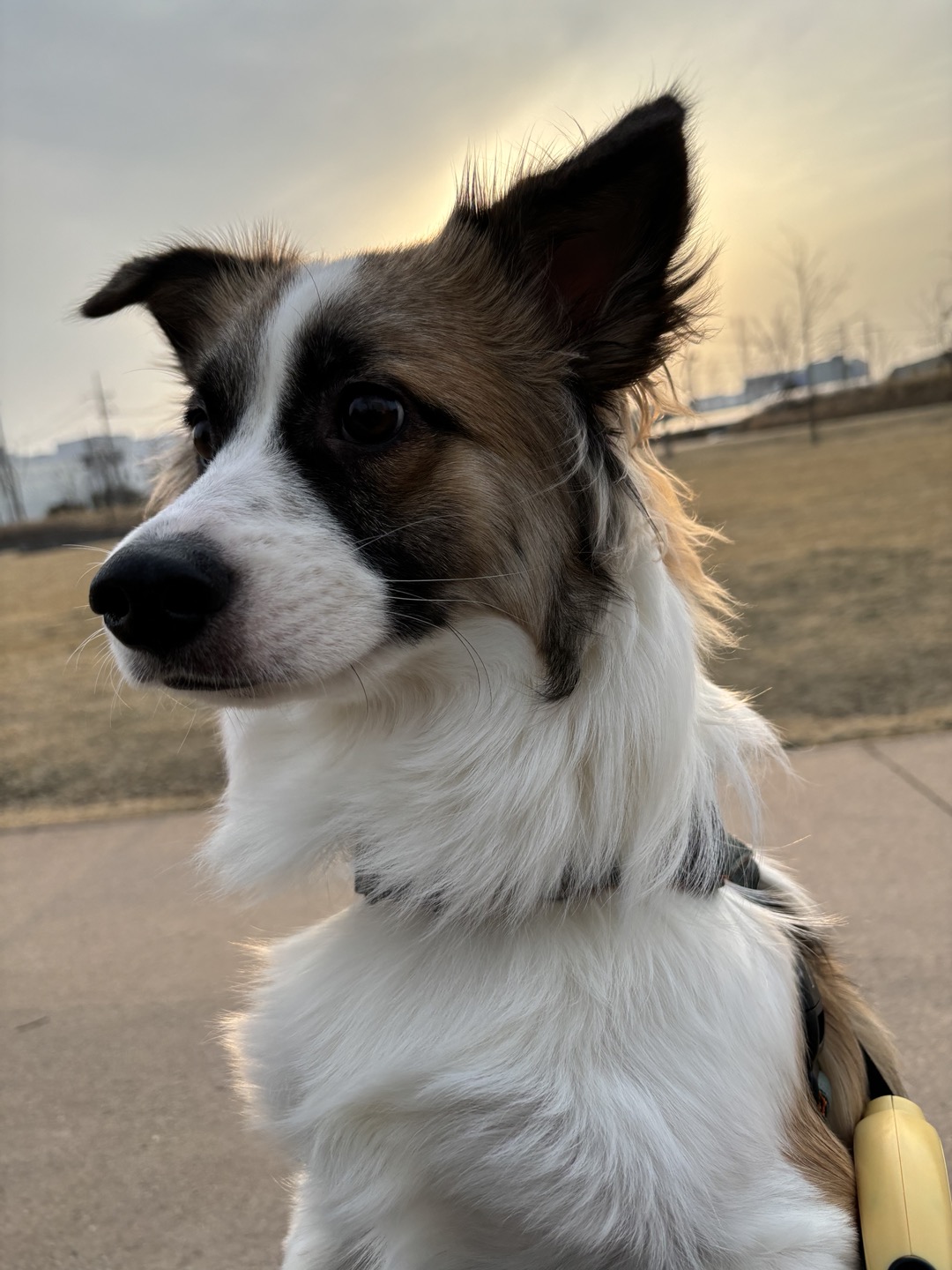 해돌, 해솔  입양 1년 후기