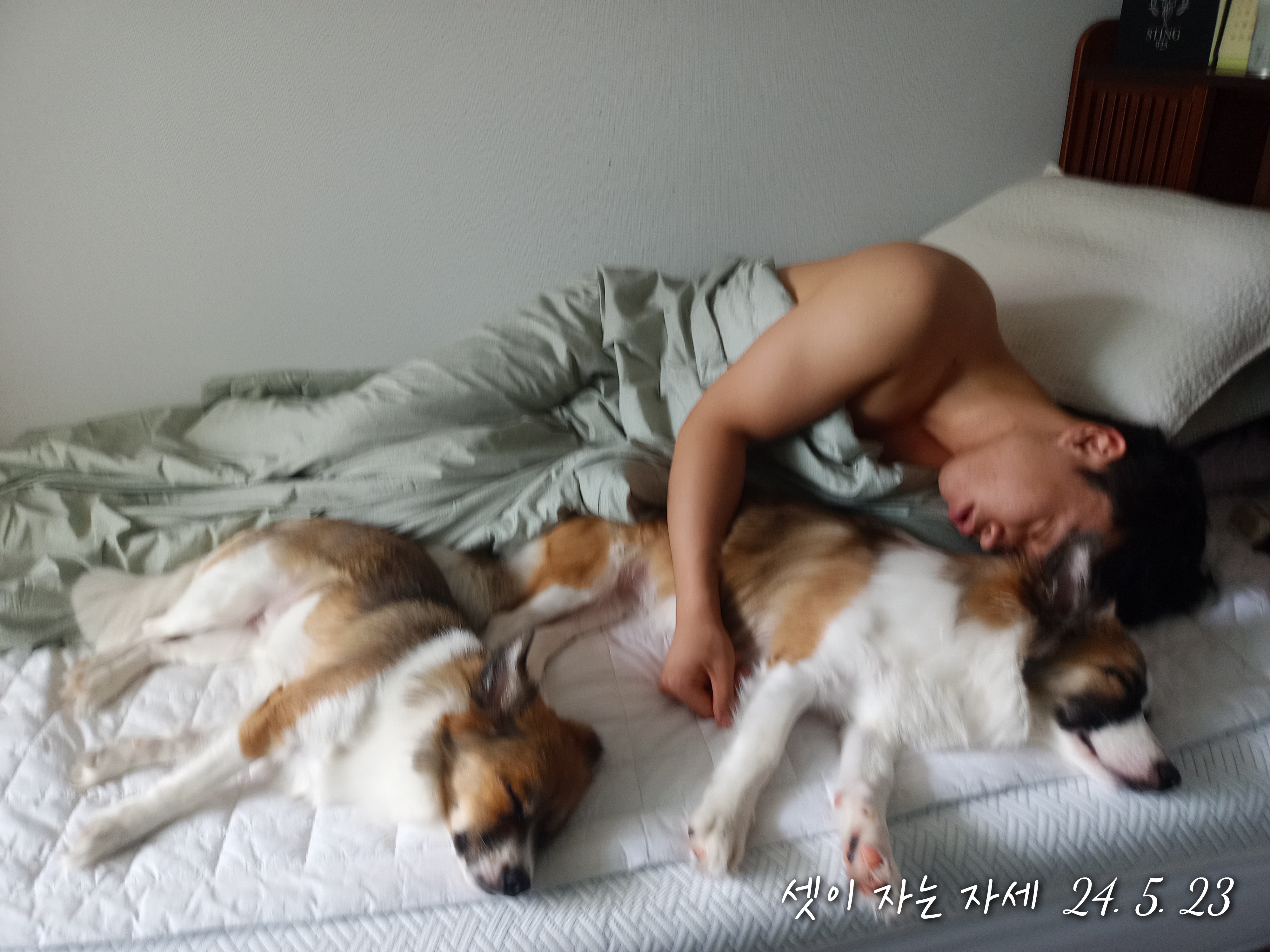 해돌, 해솔  입양 1년 후기