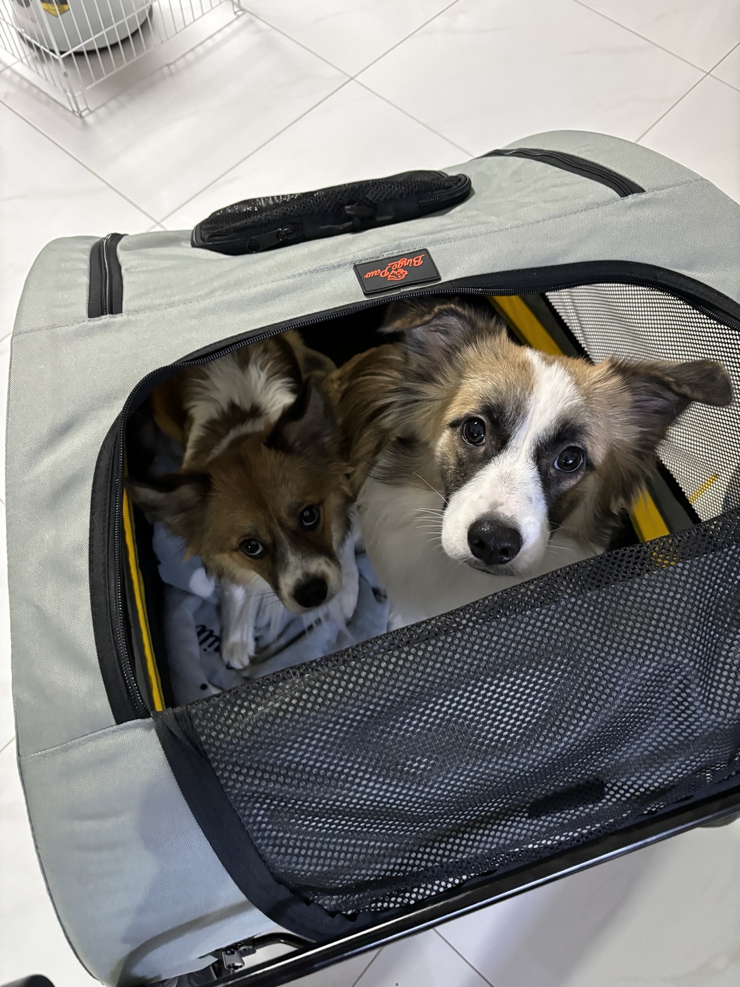 해돌, 해솔  입양 1년 후기