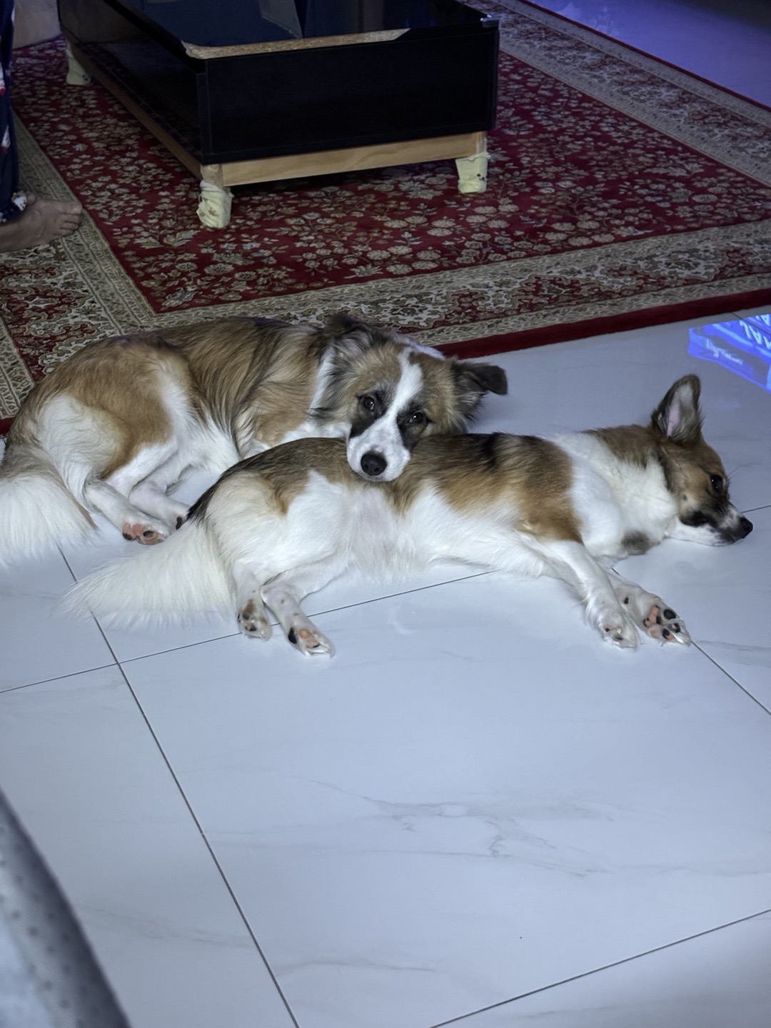 해돌, 해솔  입양 1년 후기