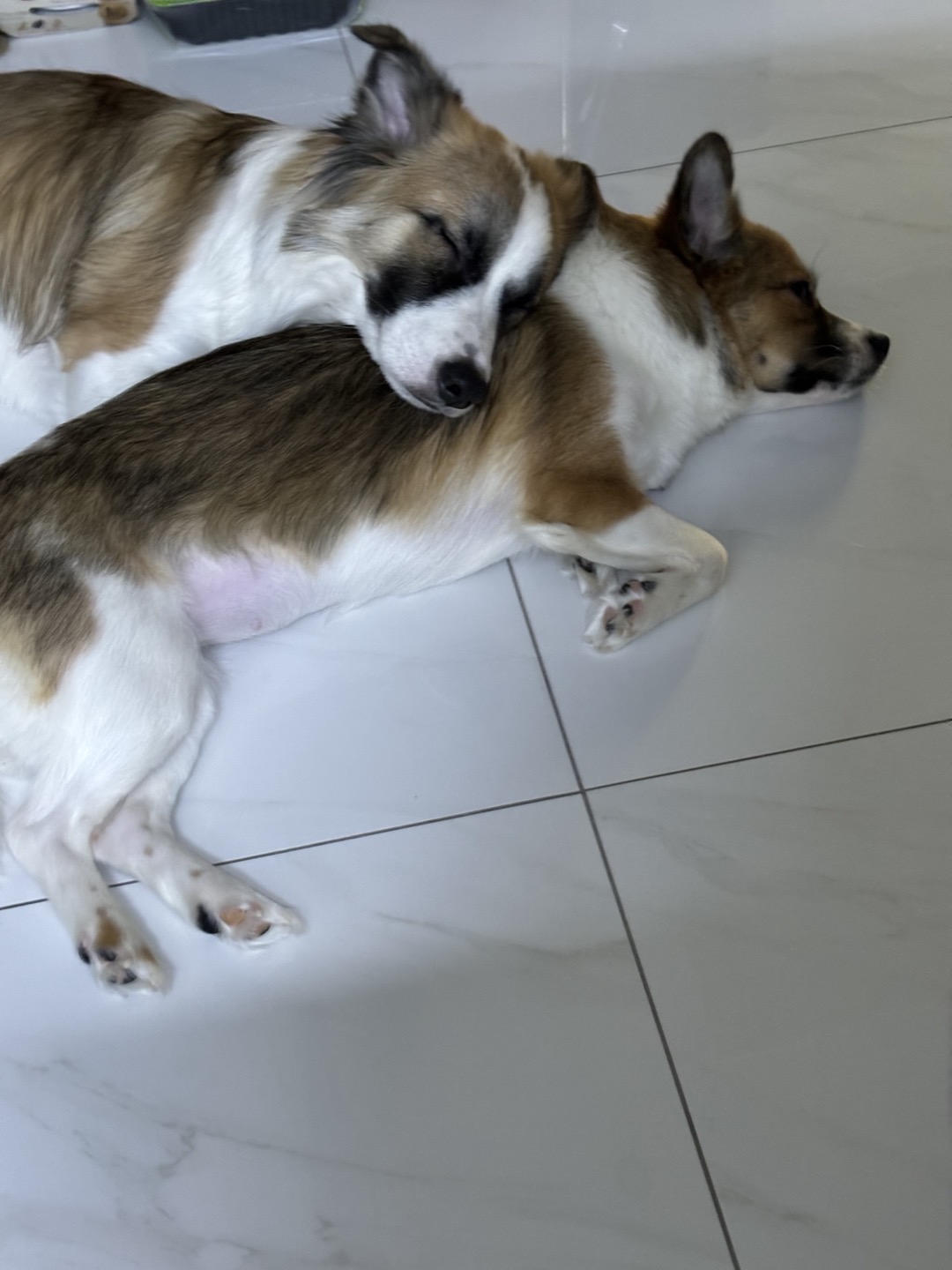 해돌, 해솔  입양 1년 후기