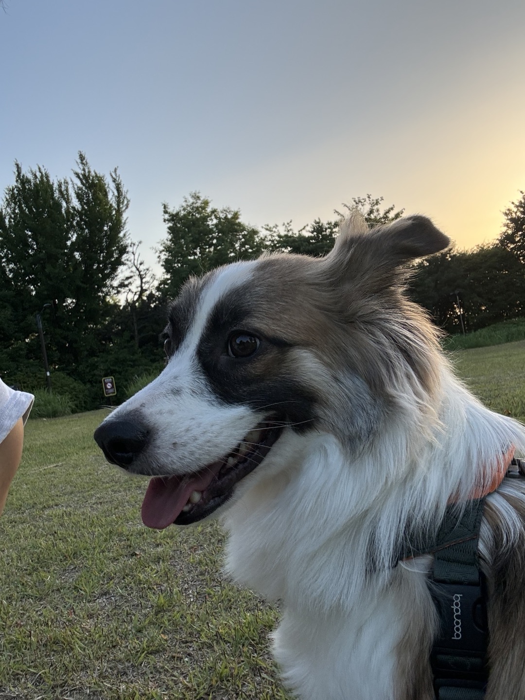 해돌, 해솔  입양 1년 후기