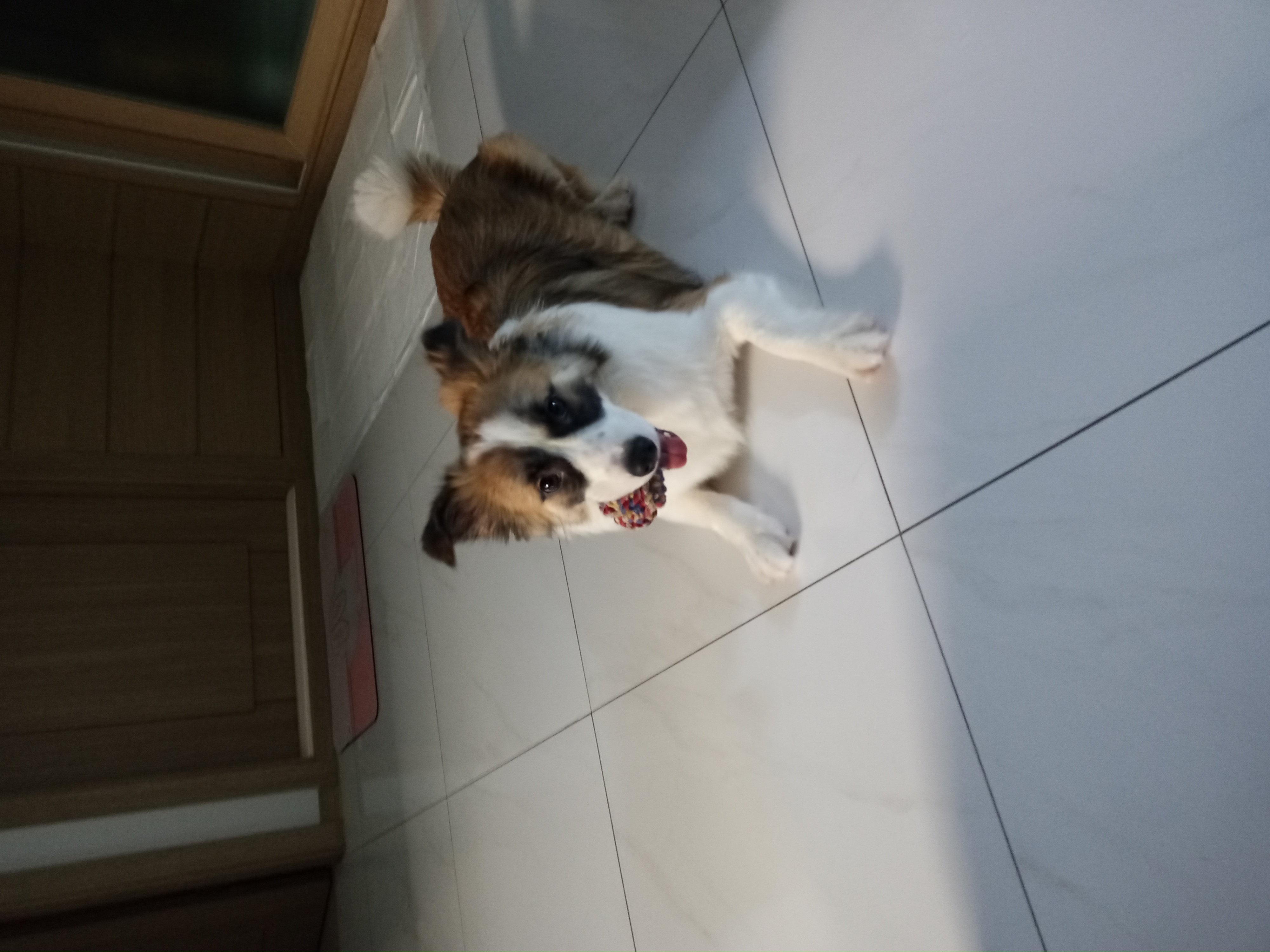 해돌, 해솔  입양 1년 후기