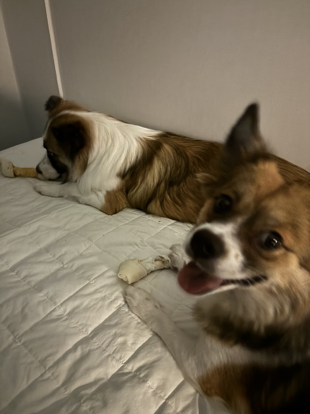 해돌, 해솔  입양 1년 후기