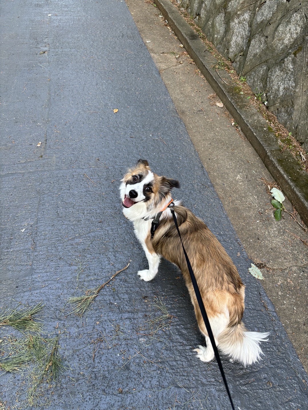 해돌, 해솔  입양 1년 후기