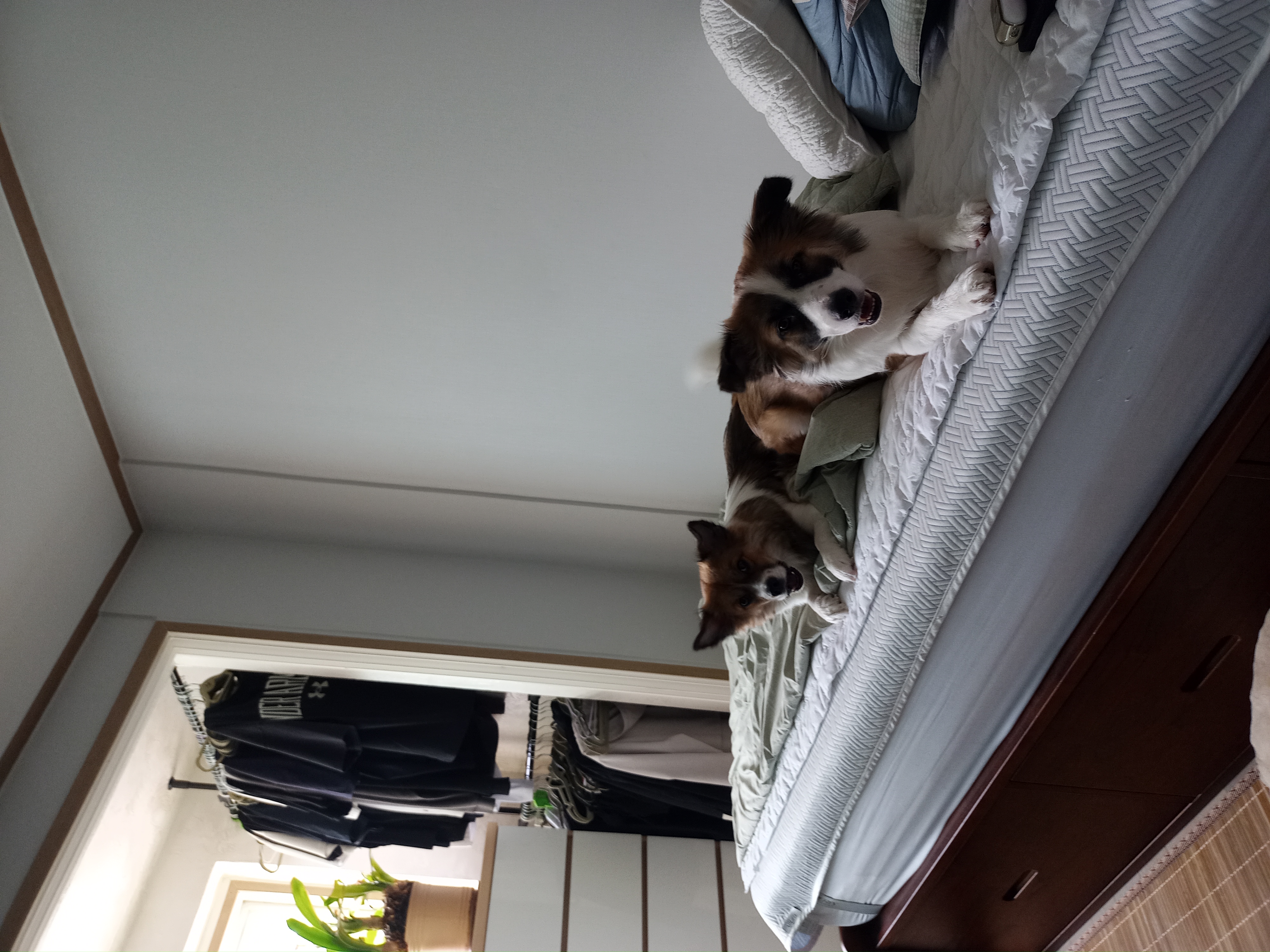 해돌, 해솔  입양 1년 후기