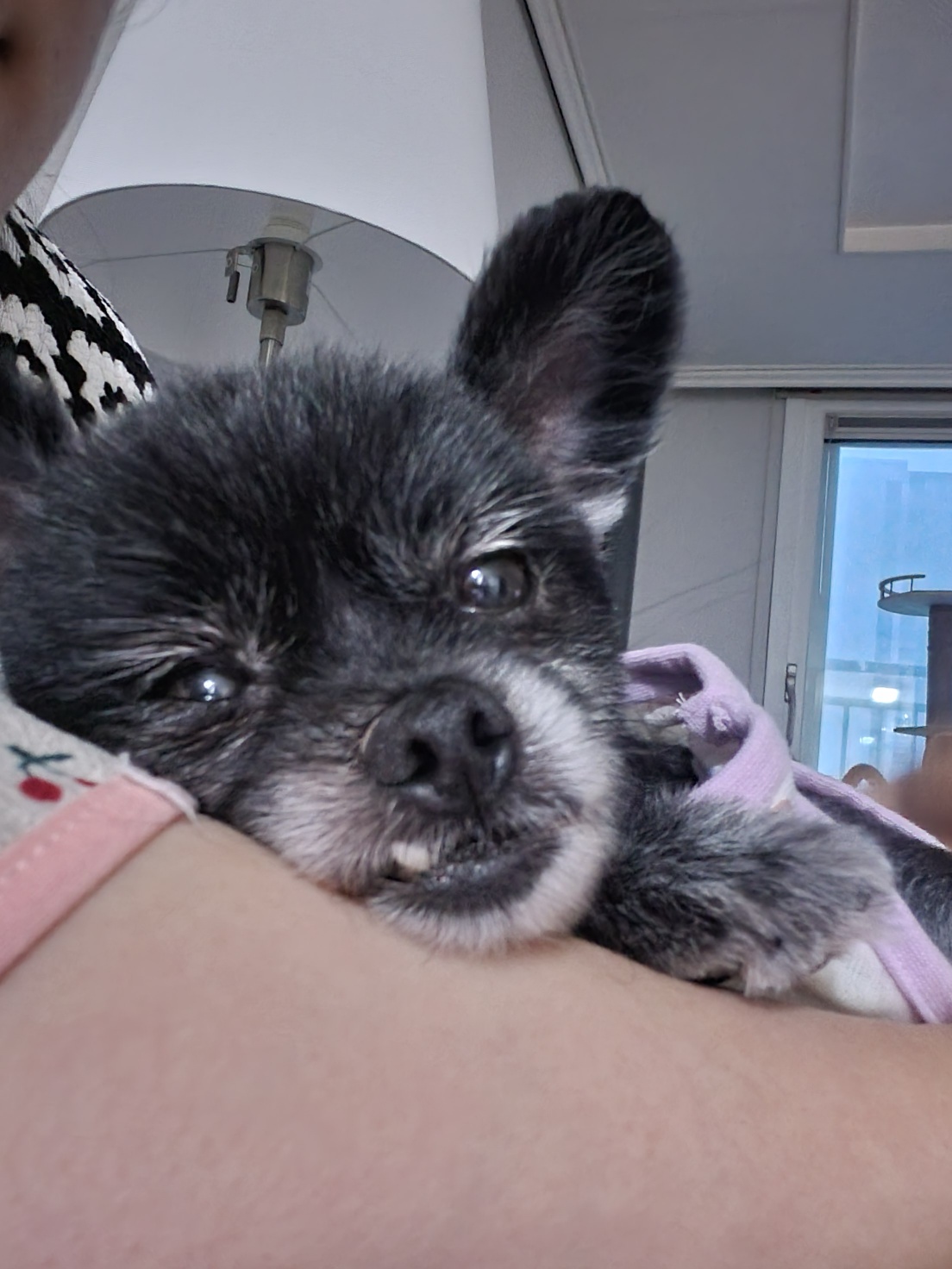 앙꼬(구.왕뽀) 한달 임보 후기 