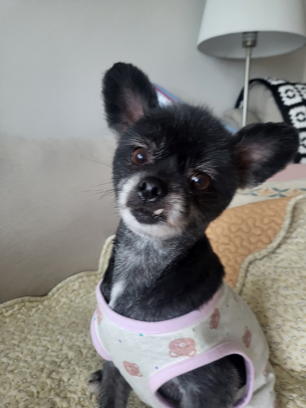 앙꼬(구.왕뽀) 한달 임보 후기 