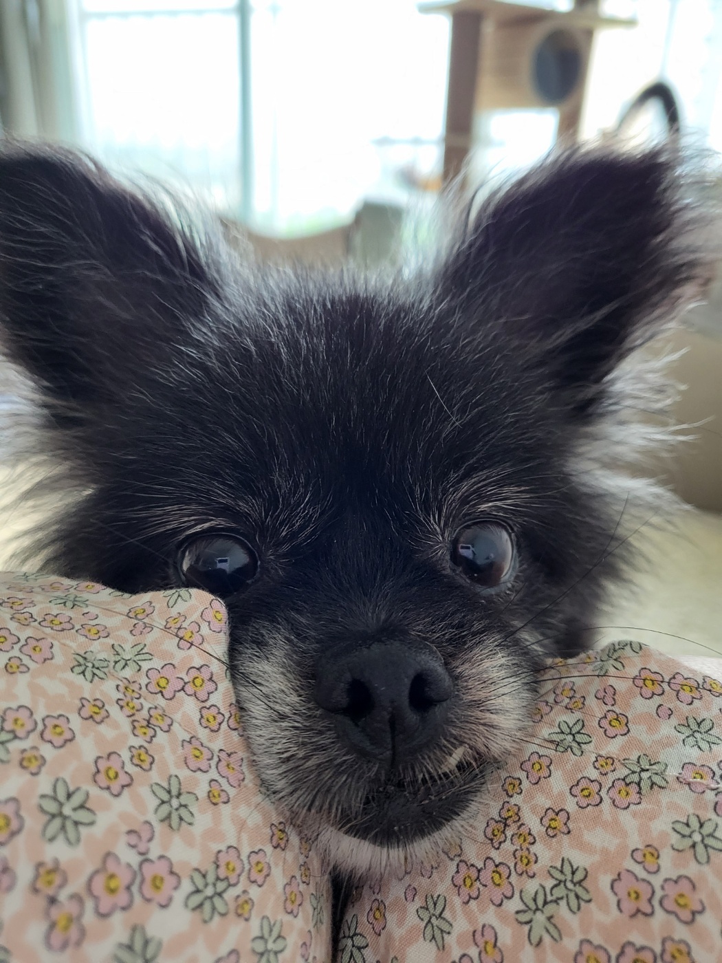 앙꼬(구.왕뽀) 한달 임보 후기 