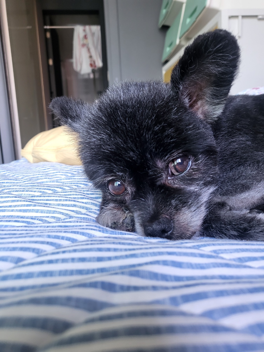 앙꼬(구.왕뽀) 한달 임보 후기 