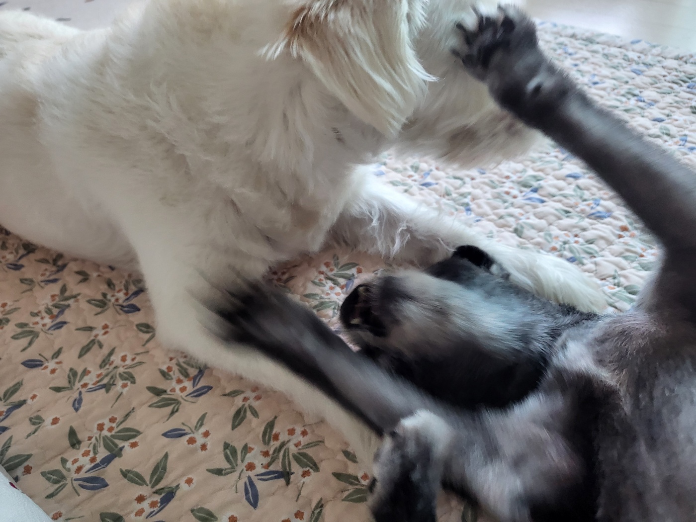 앙꼬(구.왕뽀) 한달 임보 후기 