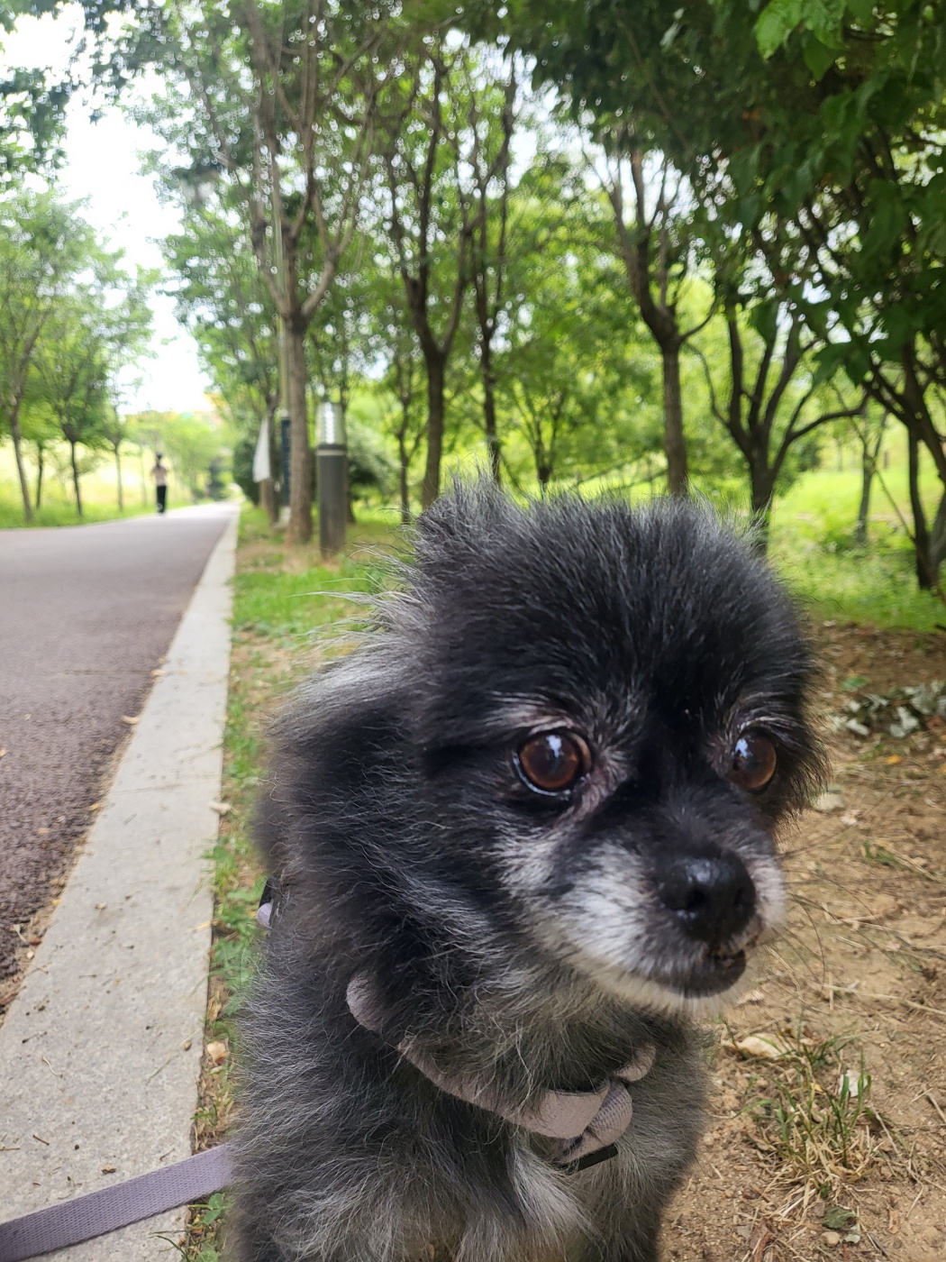 앙꼬(구.왕뽀) 한달 임보 후기 