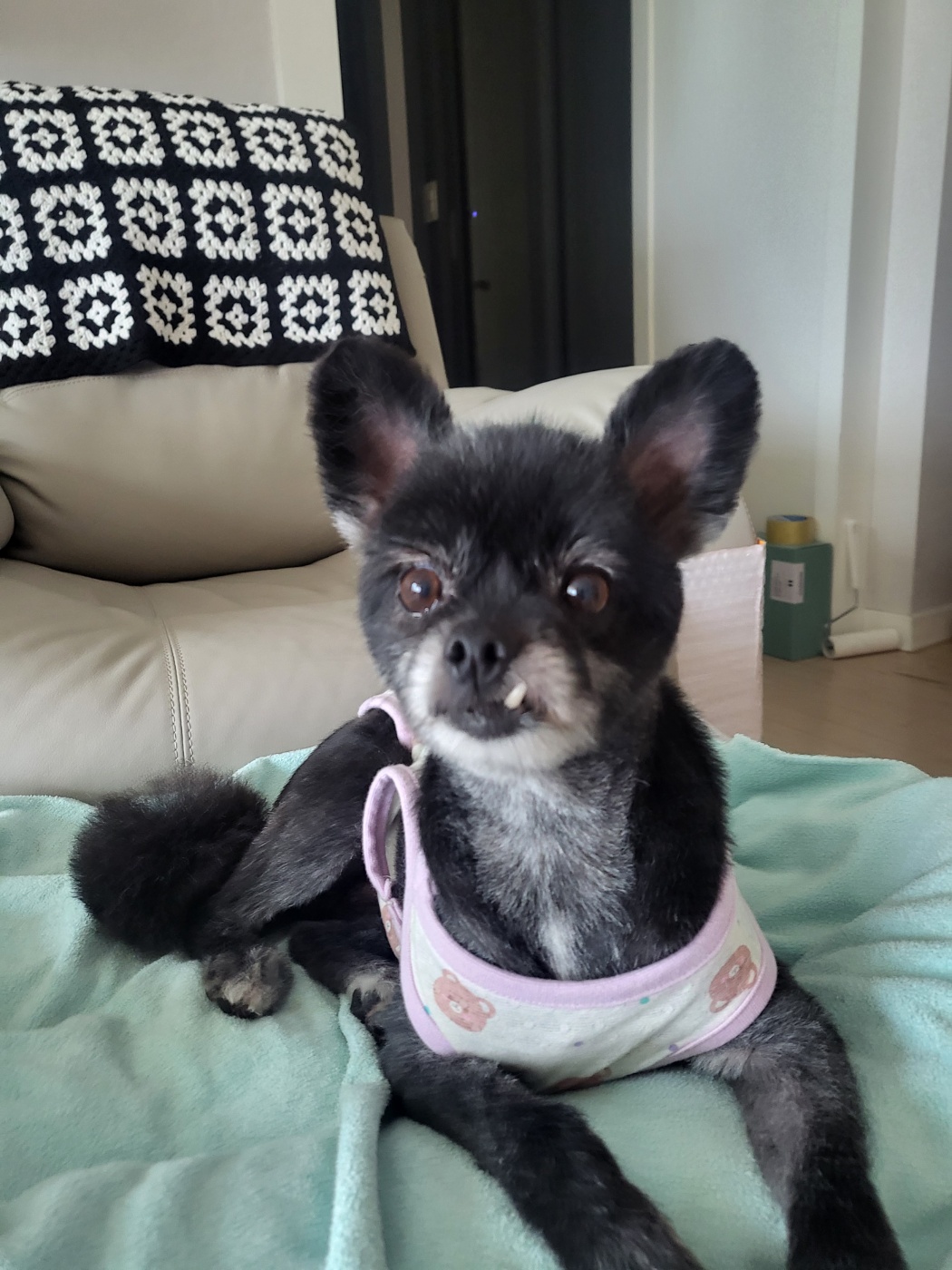 앙꼬(구.왕뽀) 한달 임보 후기 