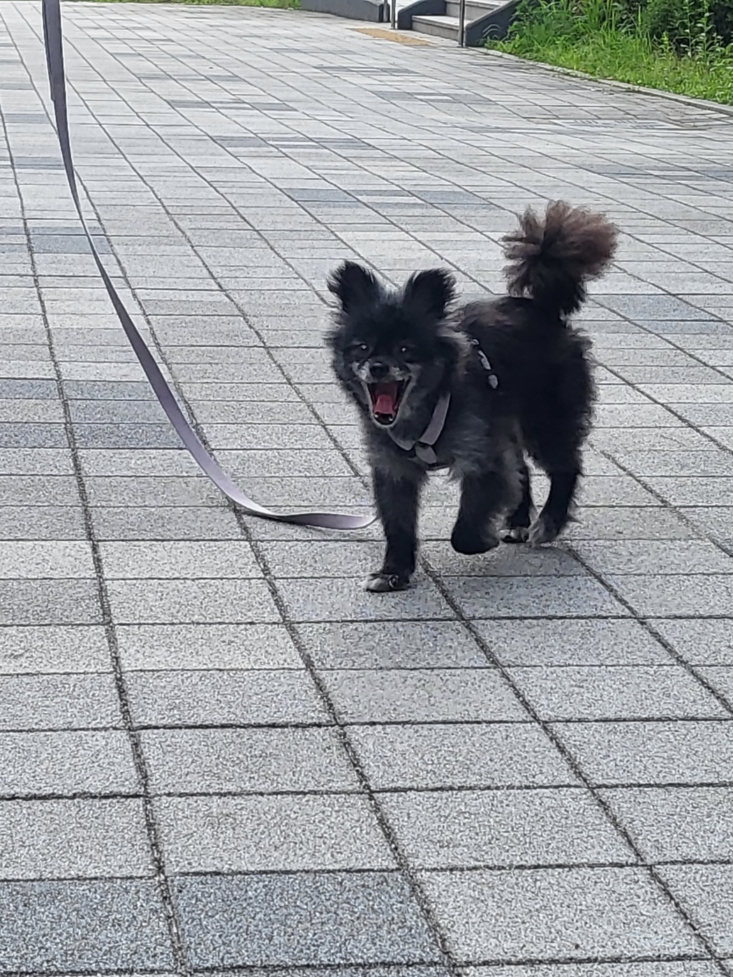 앙꼬(구.왕뽀) 한달 임보 후기 