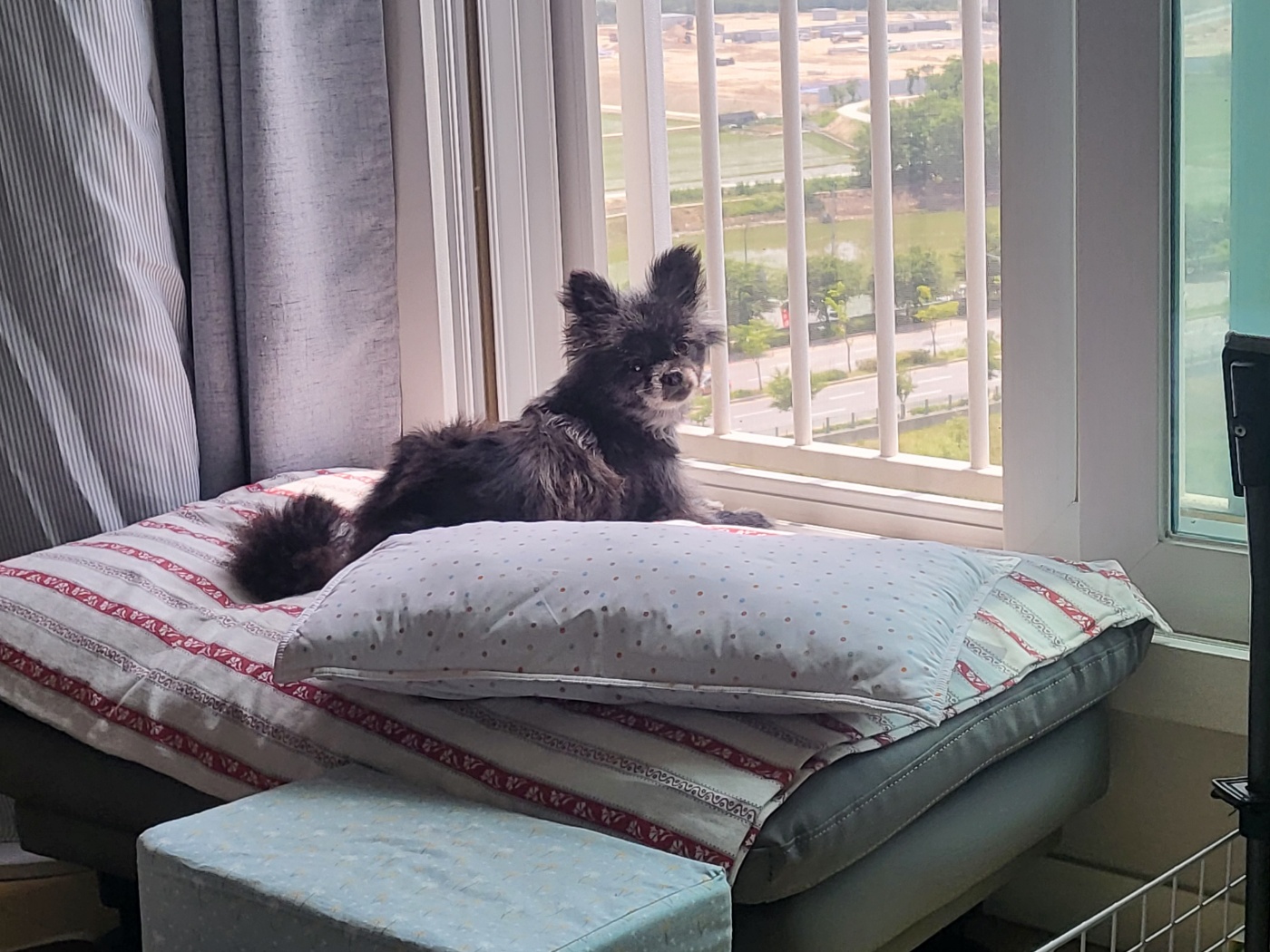 앙꼬(구.왕뽀) 한달 임보 후기 