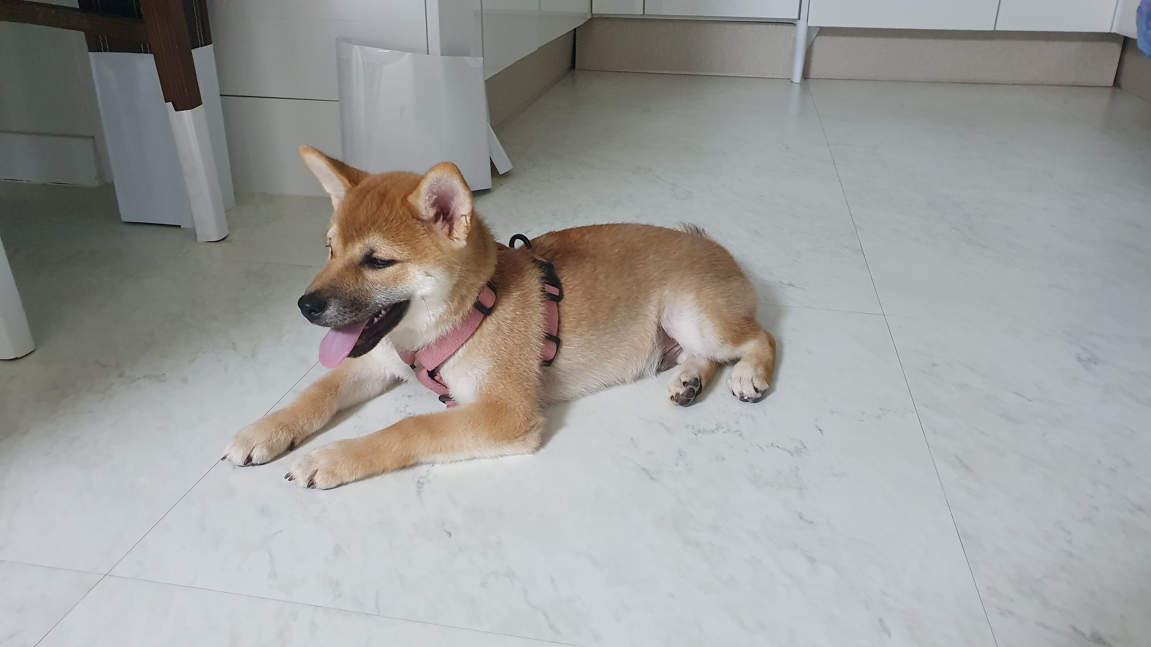 [입양 1개월 후기] 쫄이 자견 쫄랑이(현 : 토리) 입양 후기