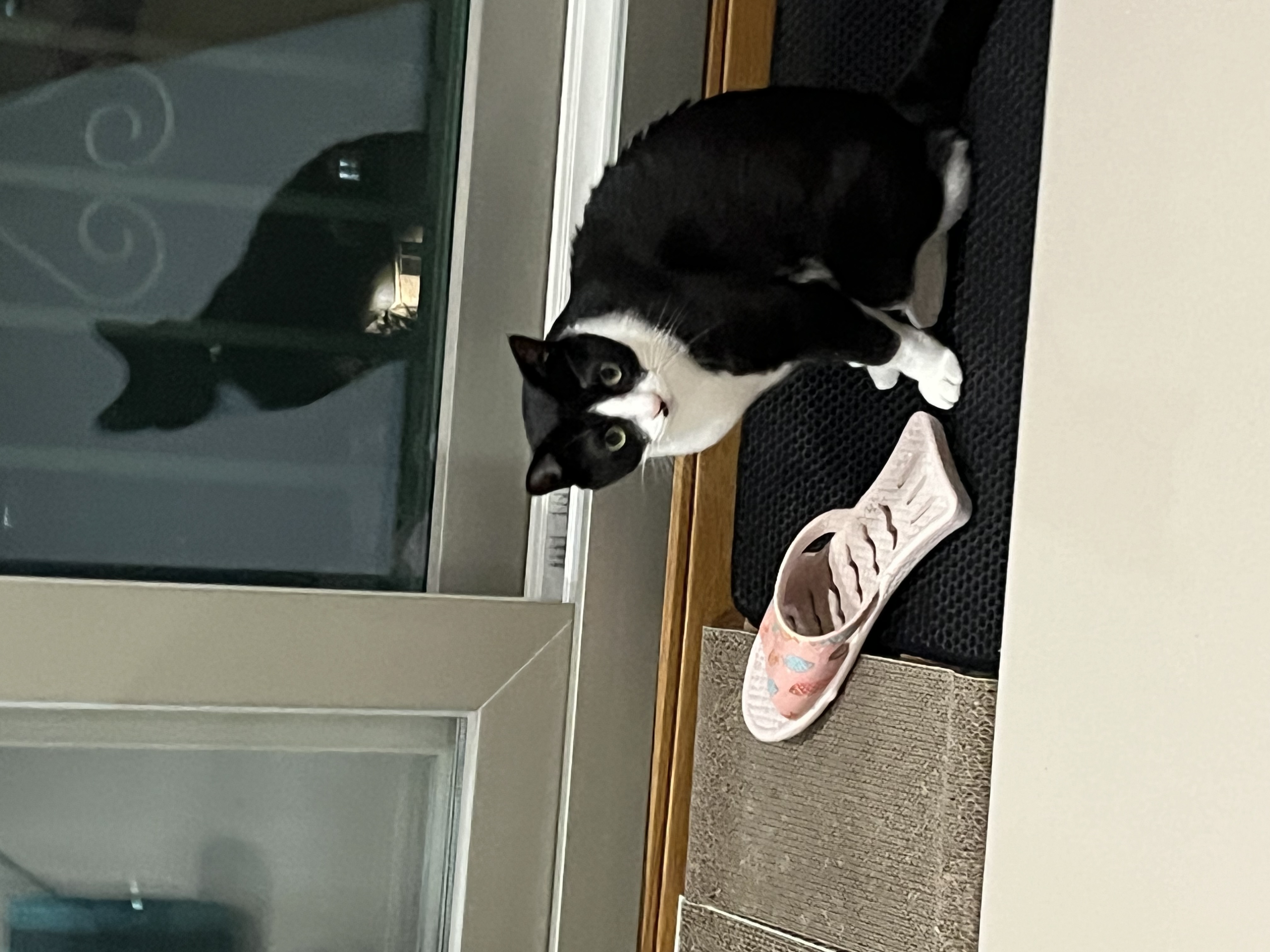 어겐이&바든이 입양 3개월차 후기😼🩵