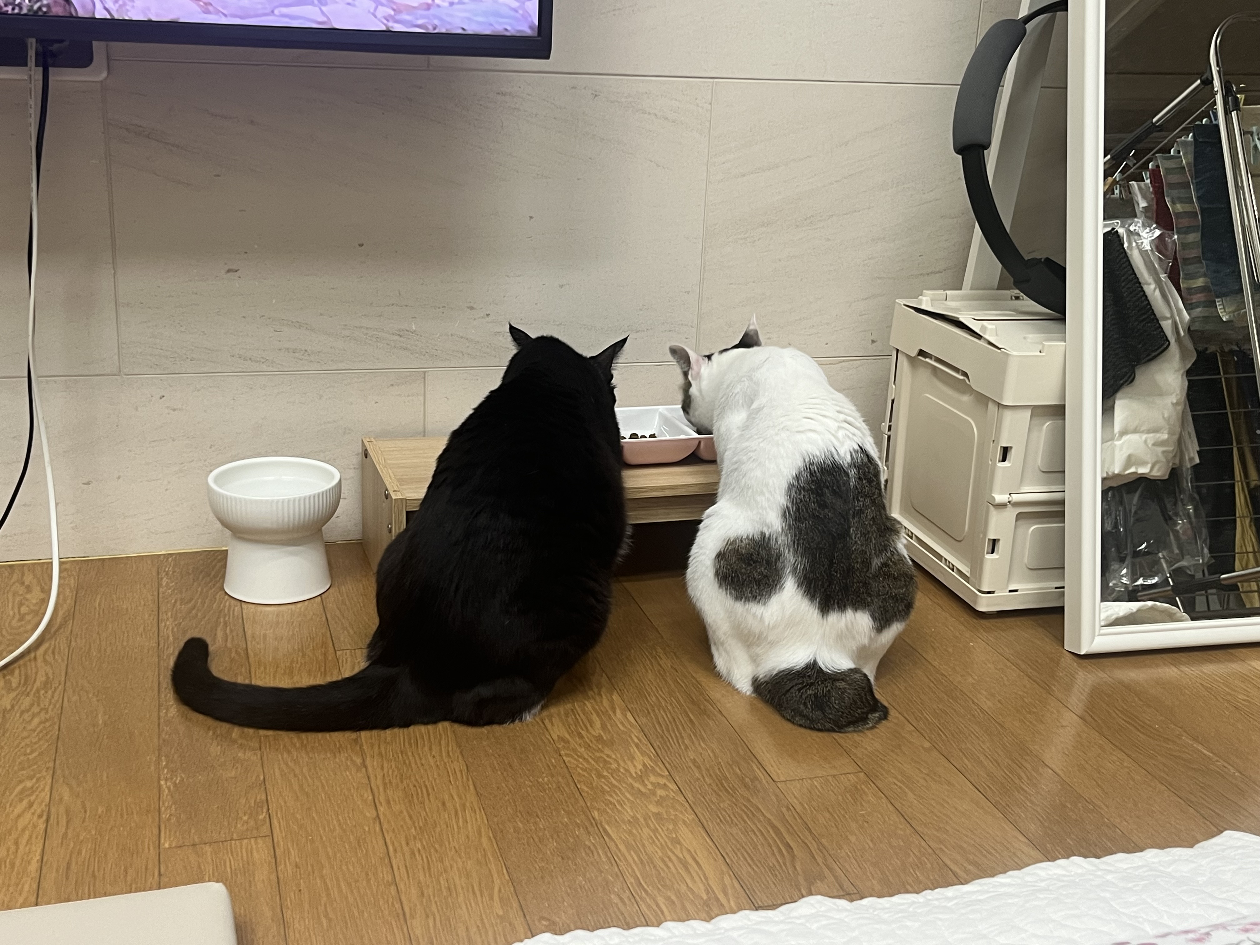 어겐이&바든이 입양 3개월차 후기😼🩵