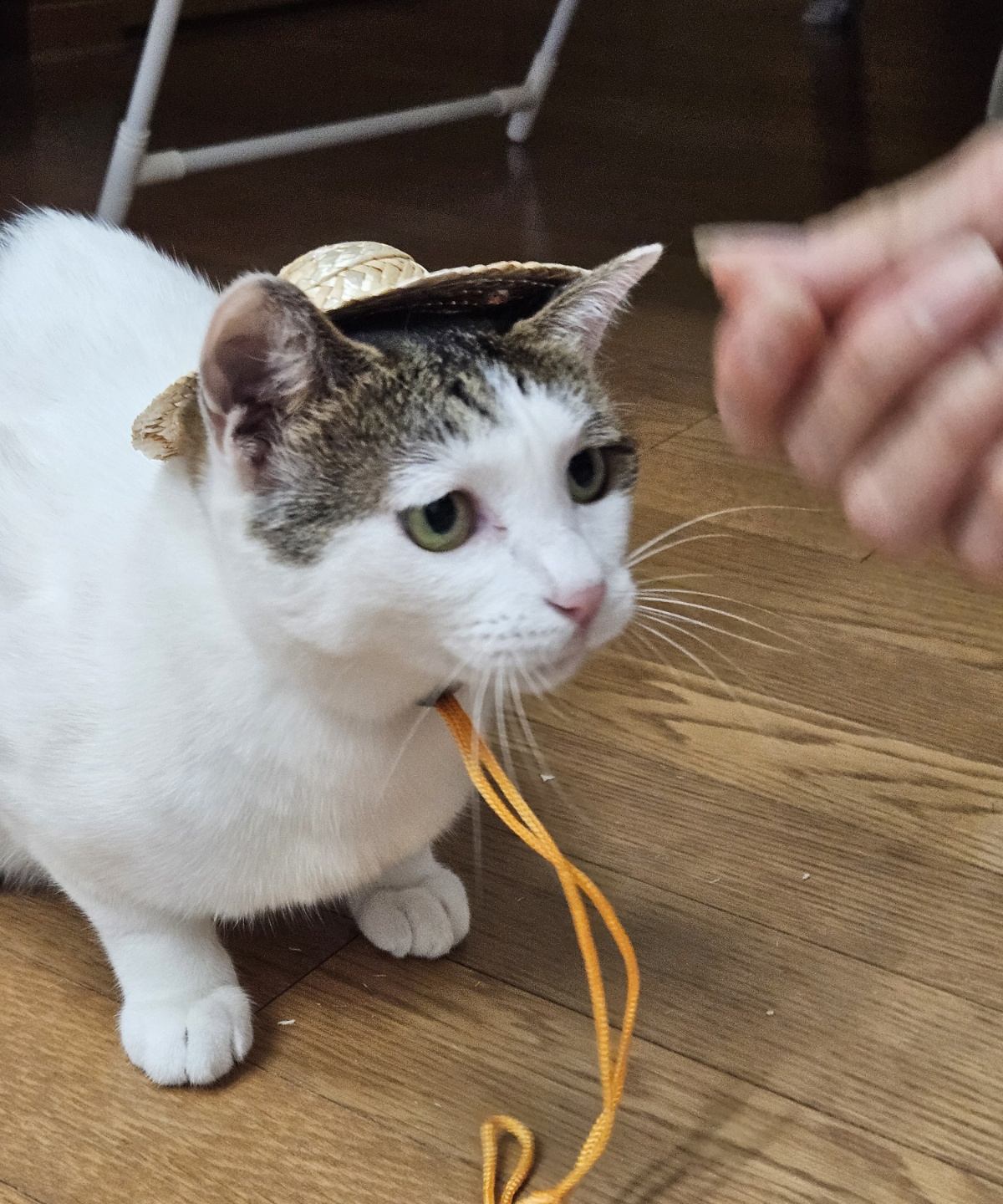 어겐이&바든이 입양 3개월차 후기😼🩵