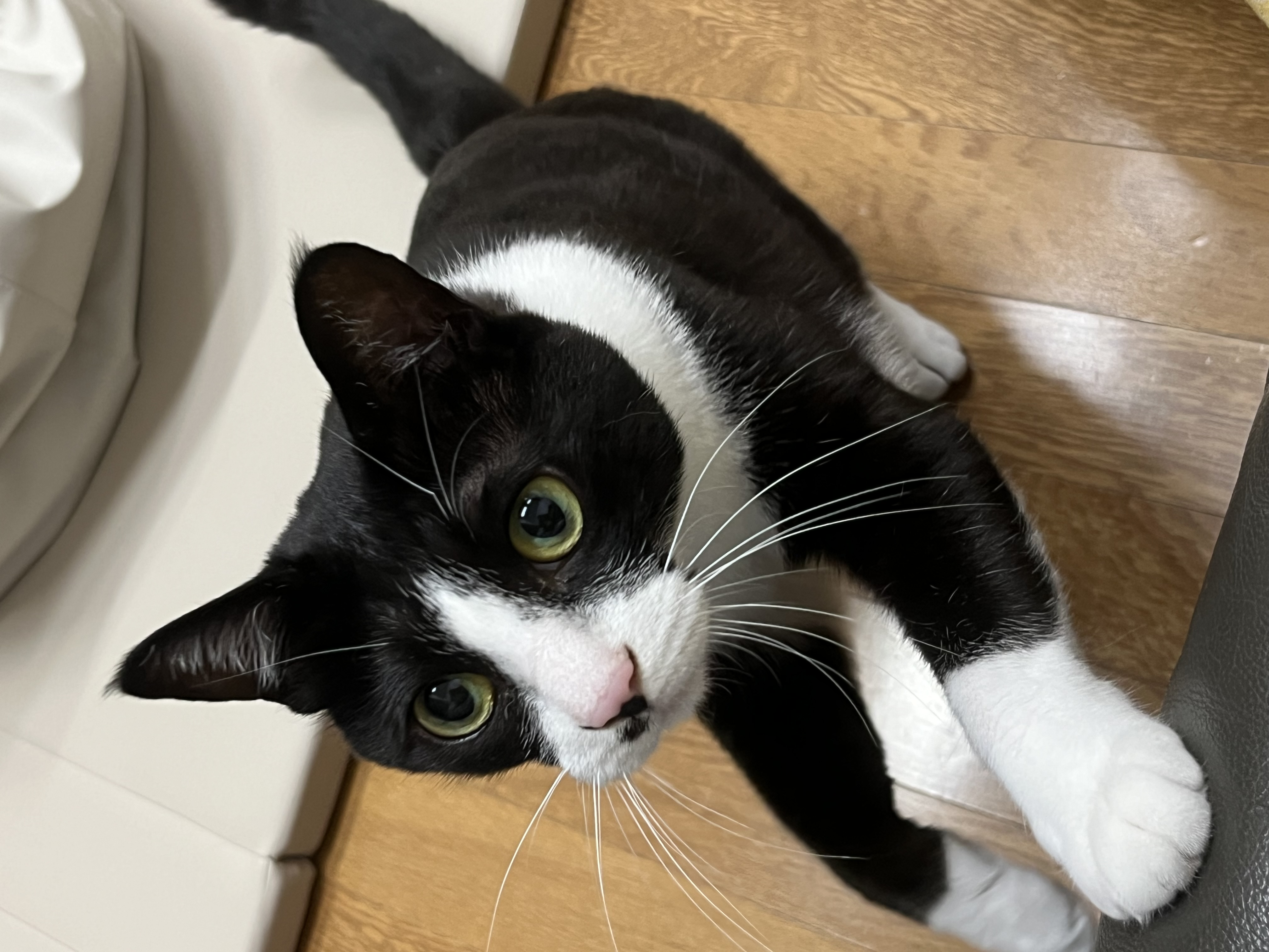 어겐이&바든이 입양 3개월차 후기😼🩵