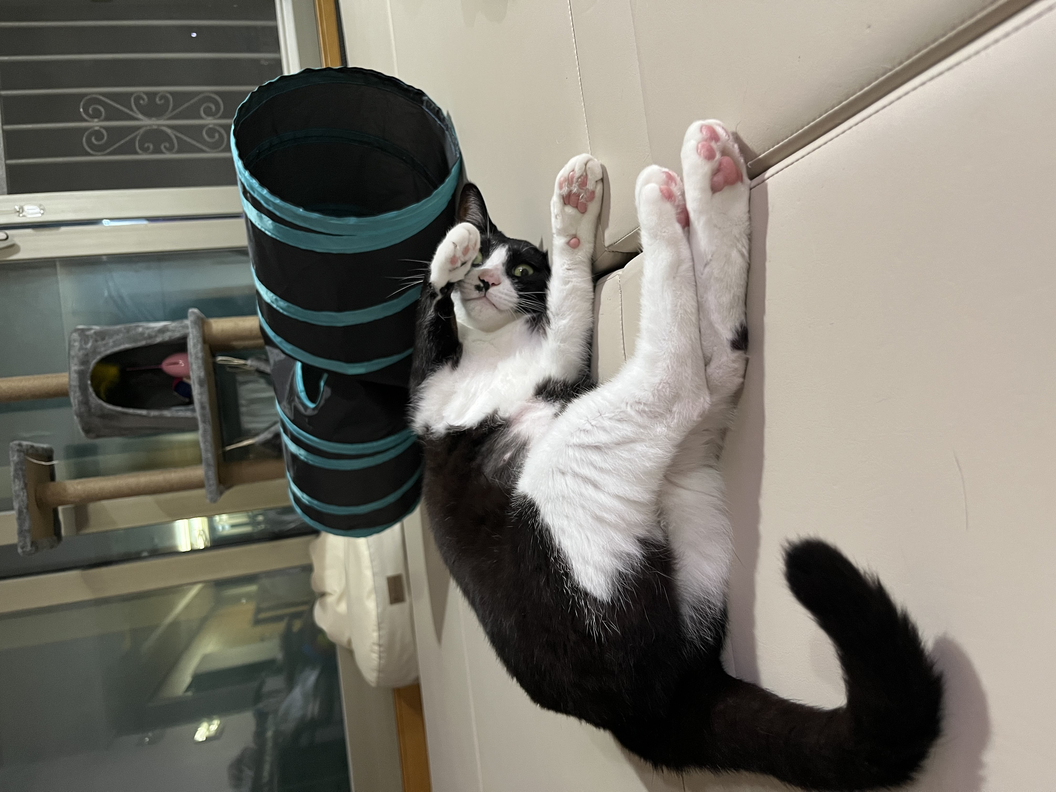 어겐이&바든이 입양 3개월차 후기😼🩵