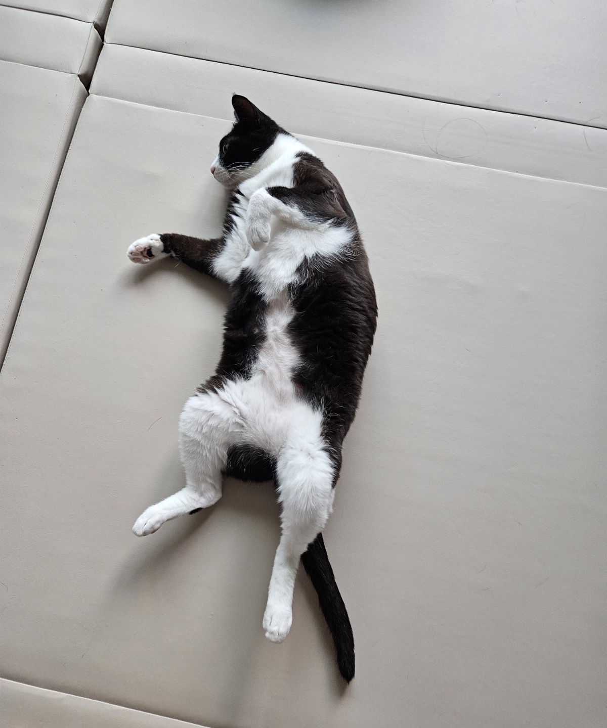 어겐이&바든이 입양 3개월차 후기😼🩵