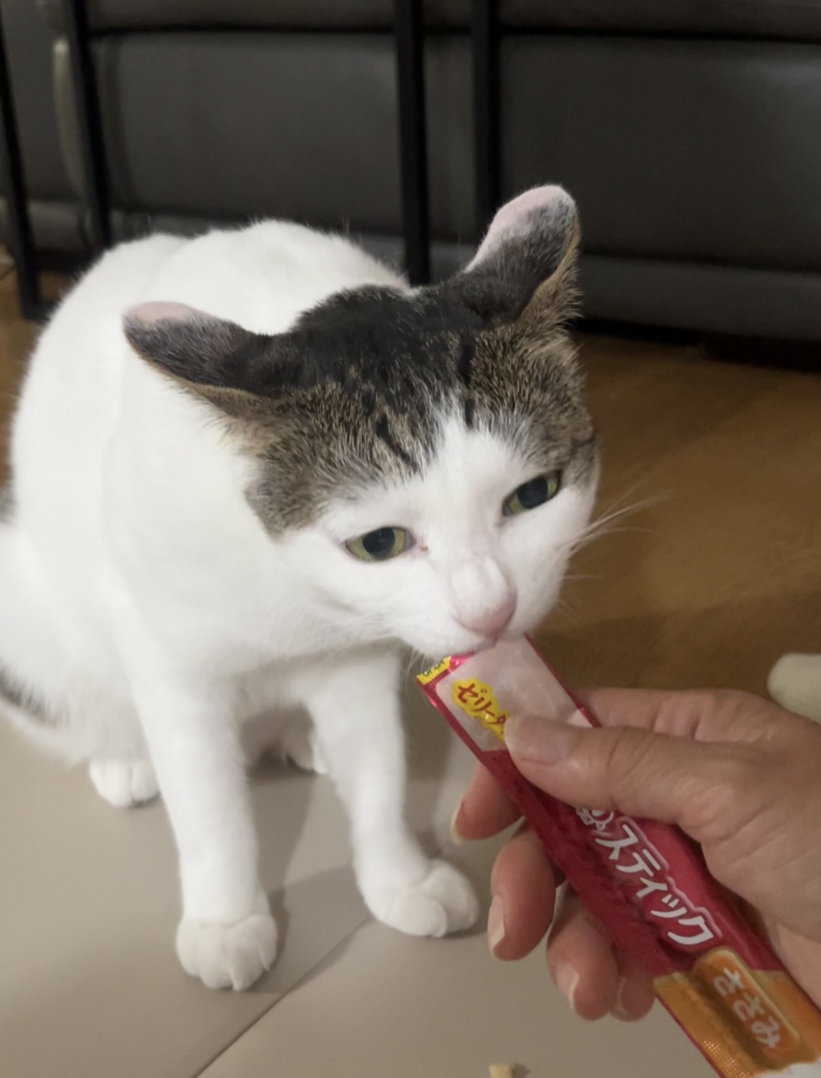 어겐이&바든이 입양 3개월차 후기😼🩵