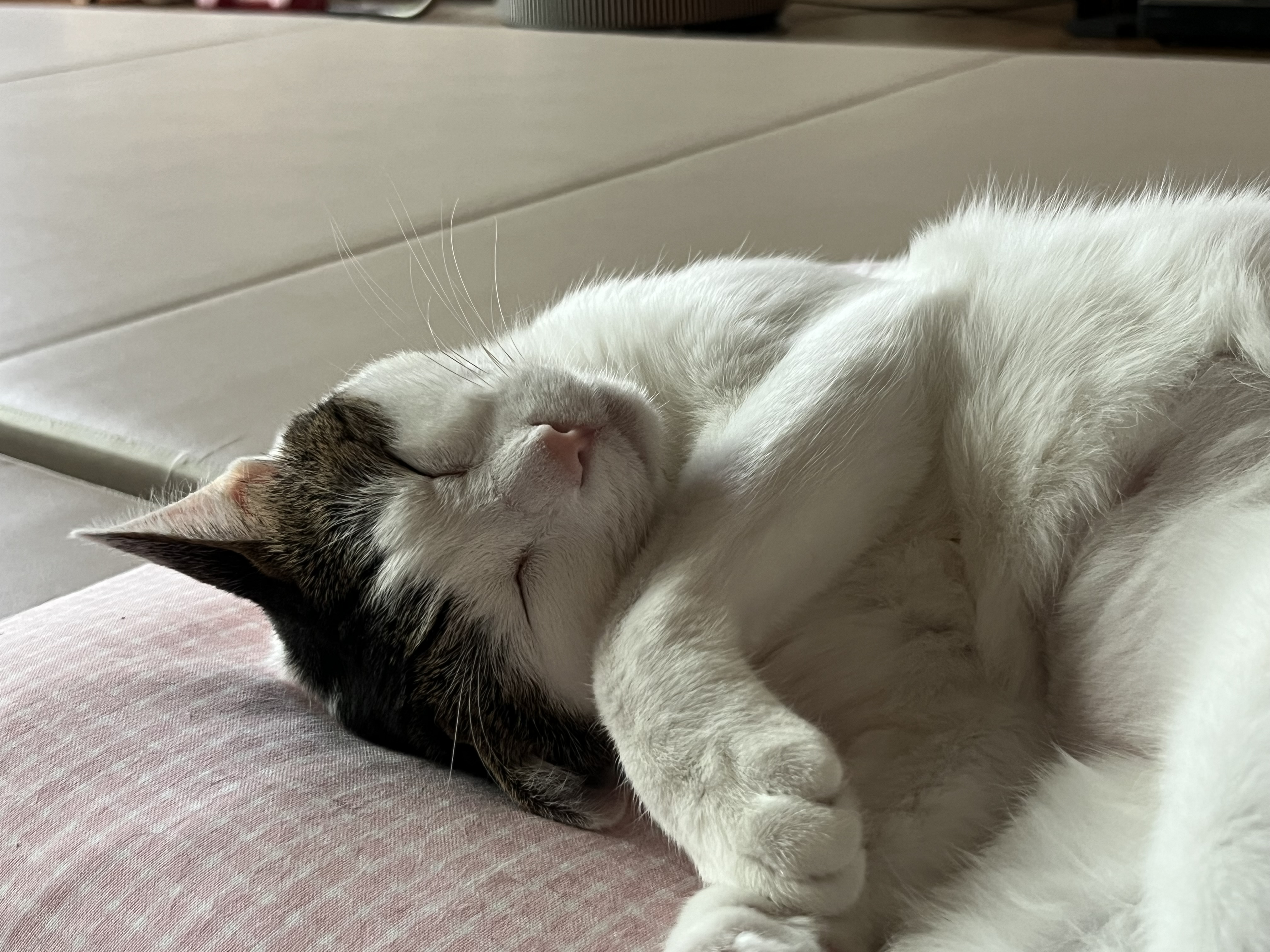 어겐이&바든이 입양 3개월차 후기😼🩵