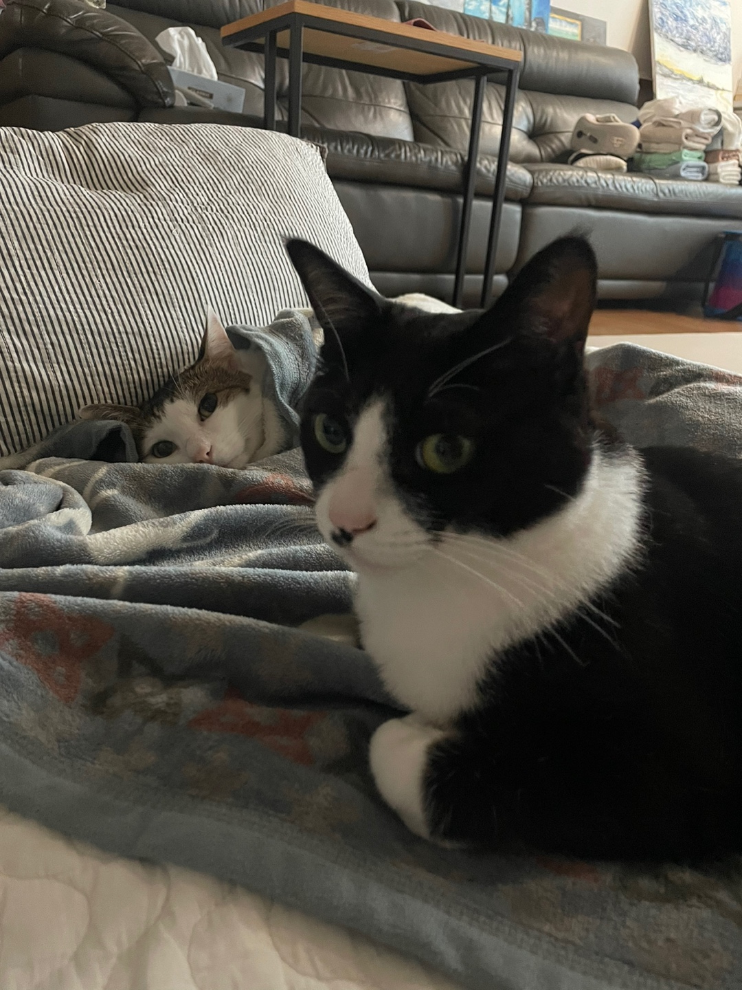 어겐이&바든이 입양 3개월차 후기😼🩵