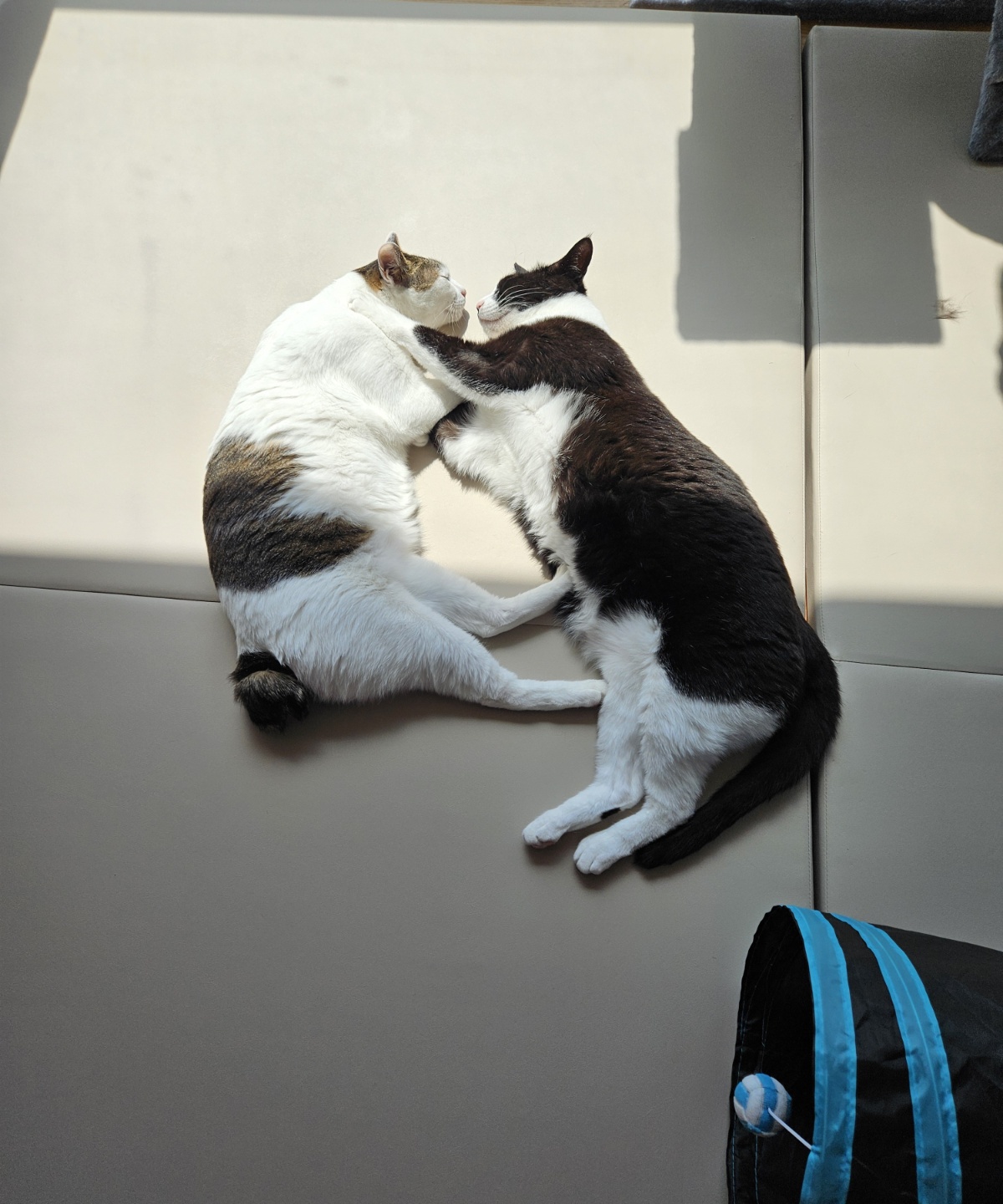 어겐이&바든이 입양 3개월차 후기😼🩵