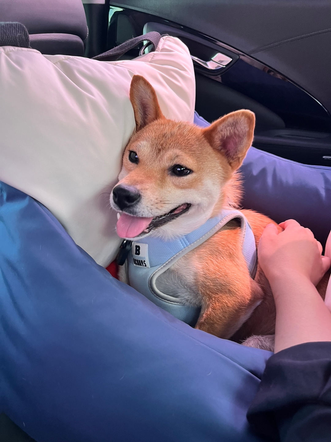 금동이 (쫄이) 입양 한달 후기 