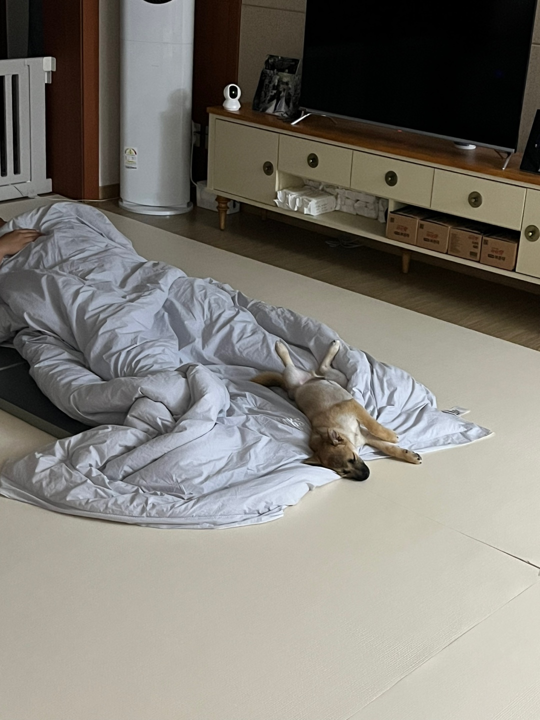 가오(쫄뭉이) 입양 한달 후기 