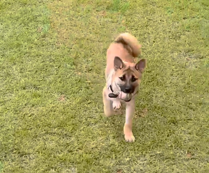 가오(쫄뭉이) 입양 한달 후기 