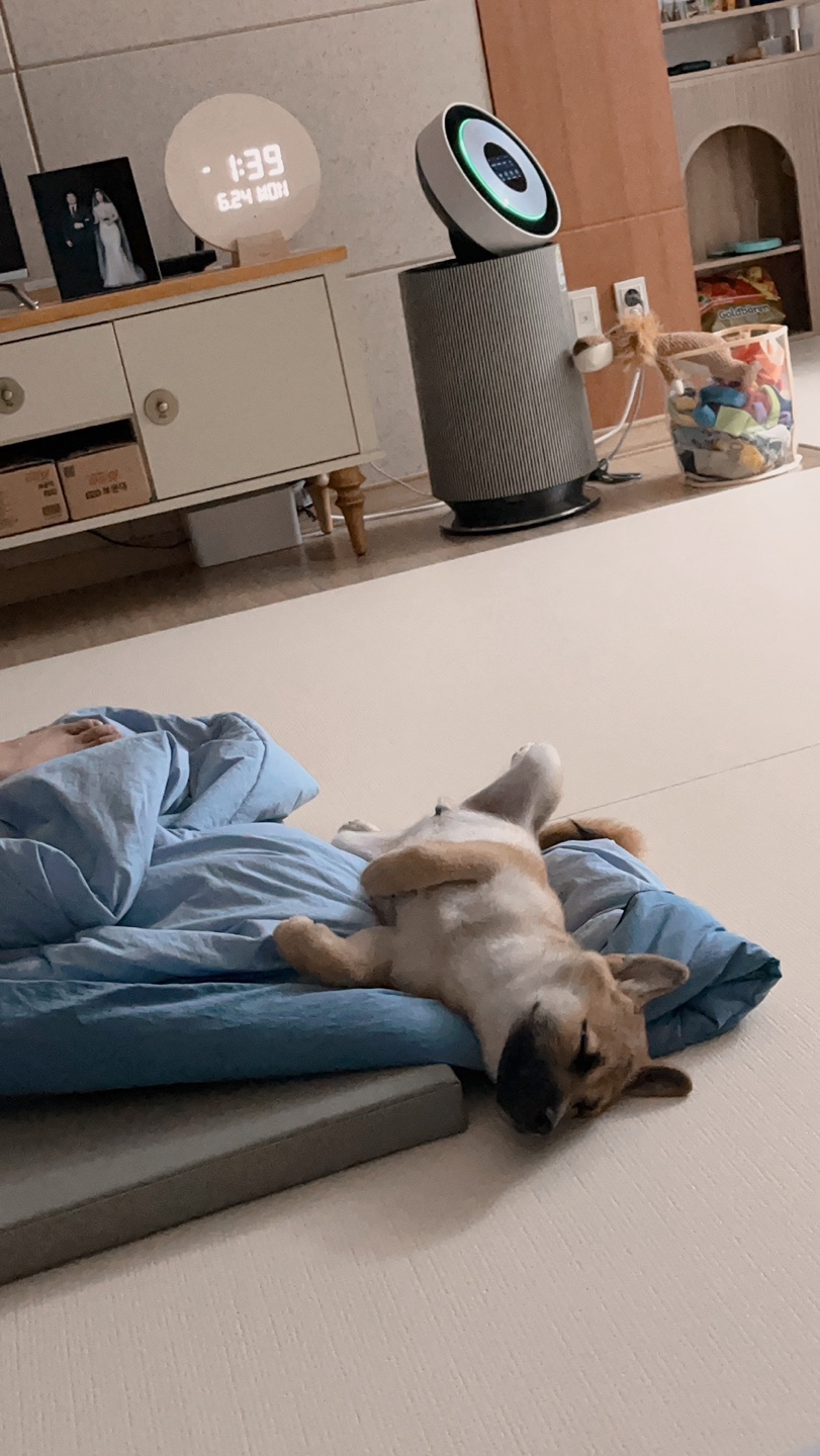 가오(쫄뭉이) 입양 한달 후기 