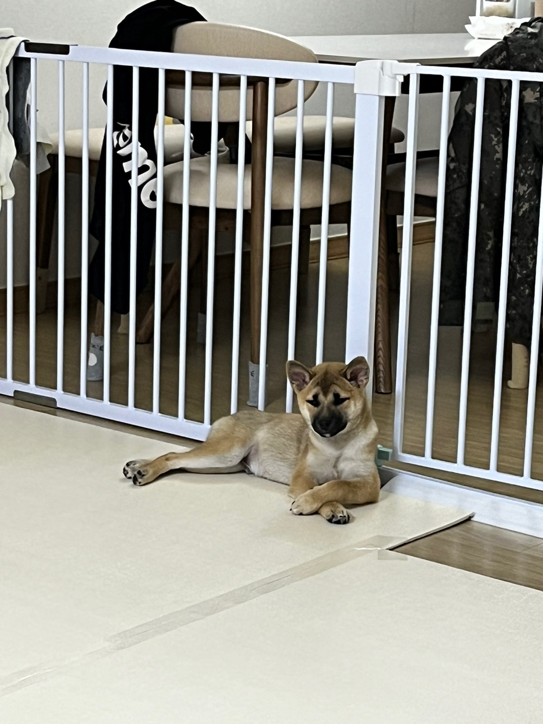 가오(쫄뭉이) 입양 한달 후기 