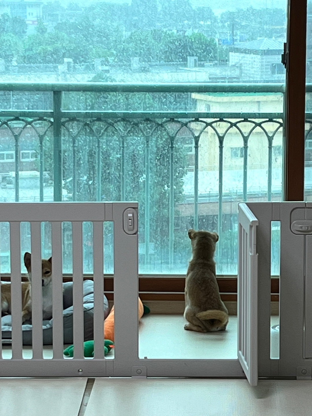 가오(쫄뭉이) 입양 한달 후기 