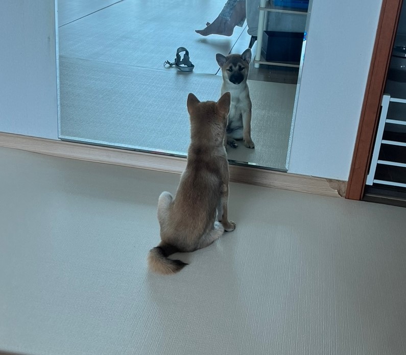 가오(쫄뭉이) 입양 한달 후기 