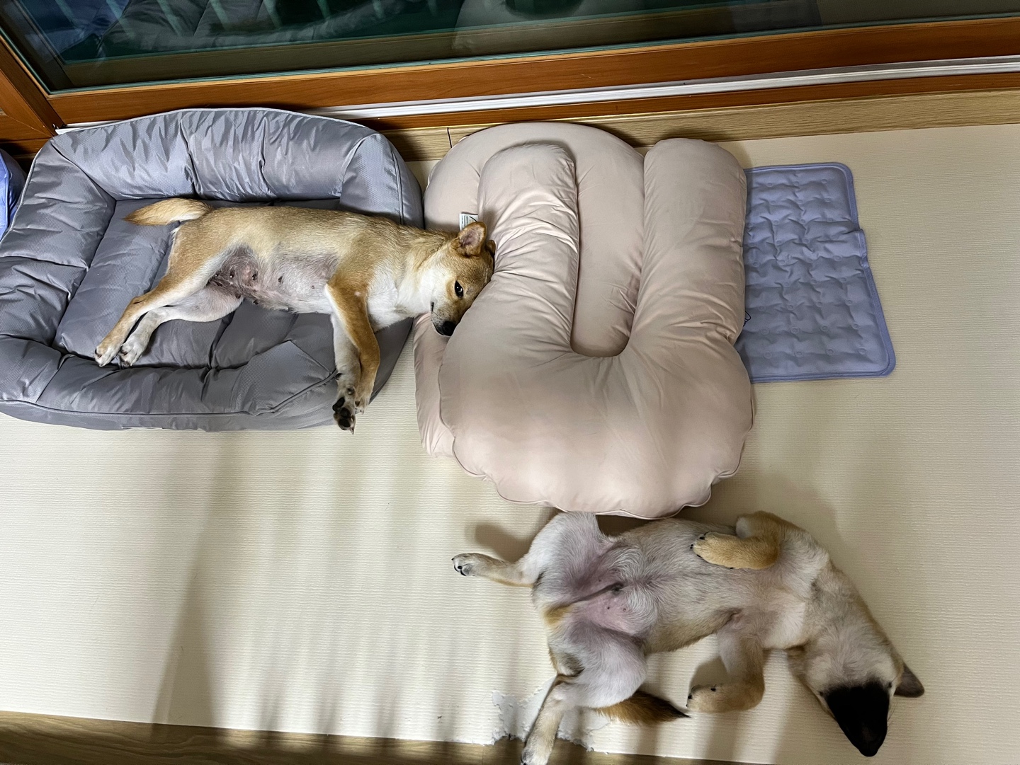 가오(쫄뭉이) 입양 한달 후기 