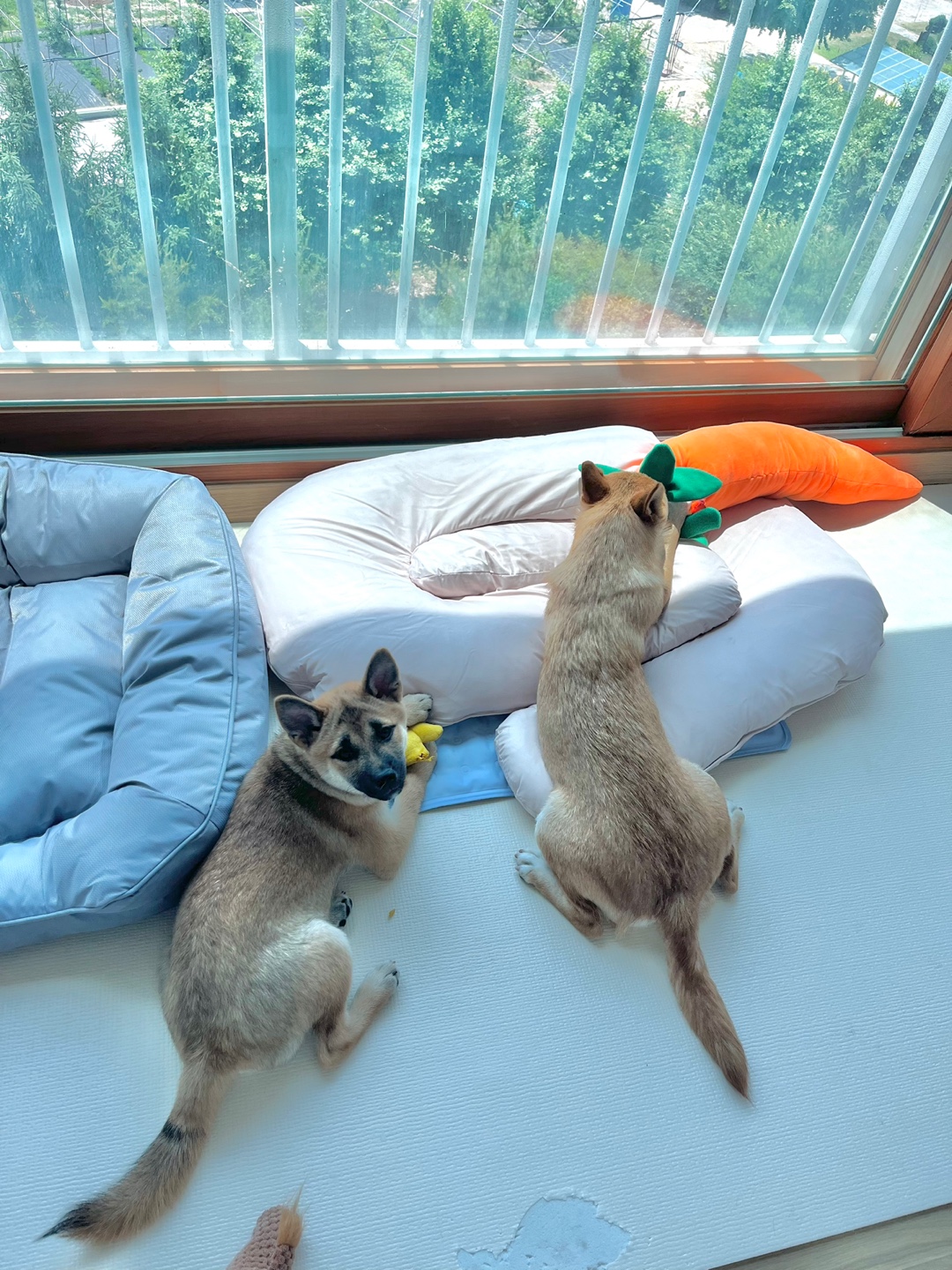 가오(쫄뭉이) 입양 한달 후기 