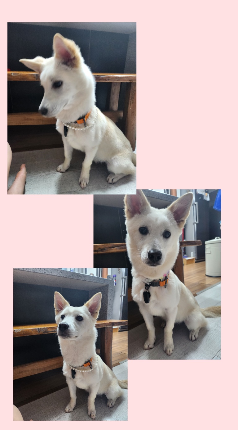 해온이의 7일 이야기