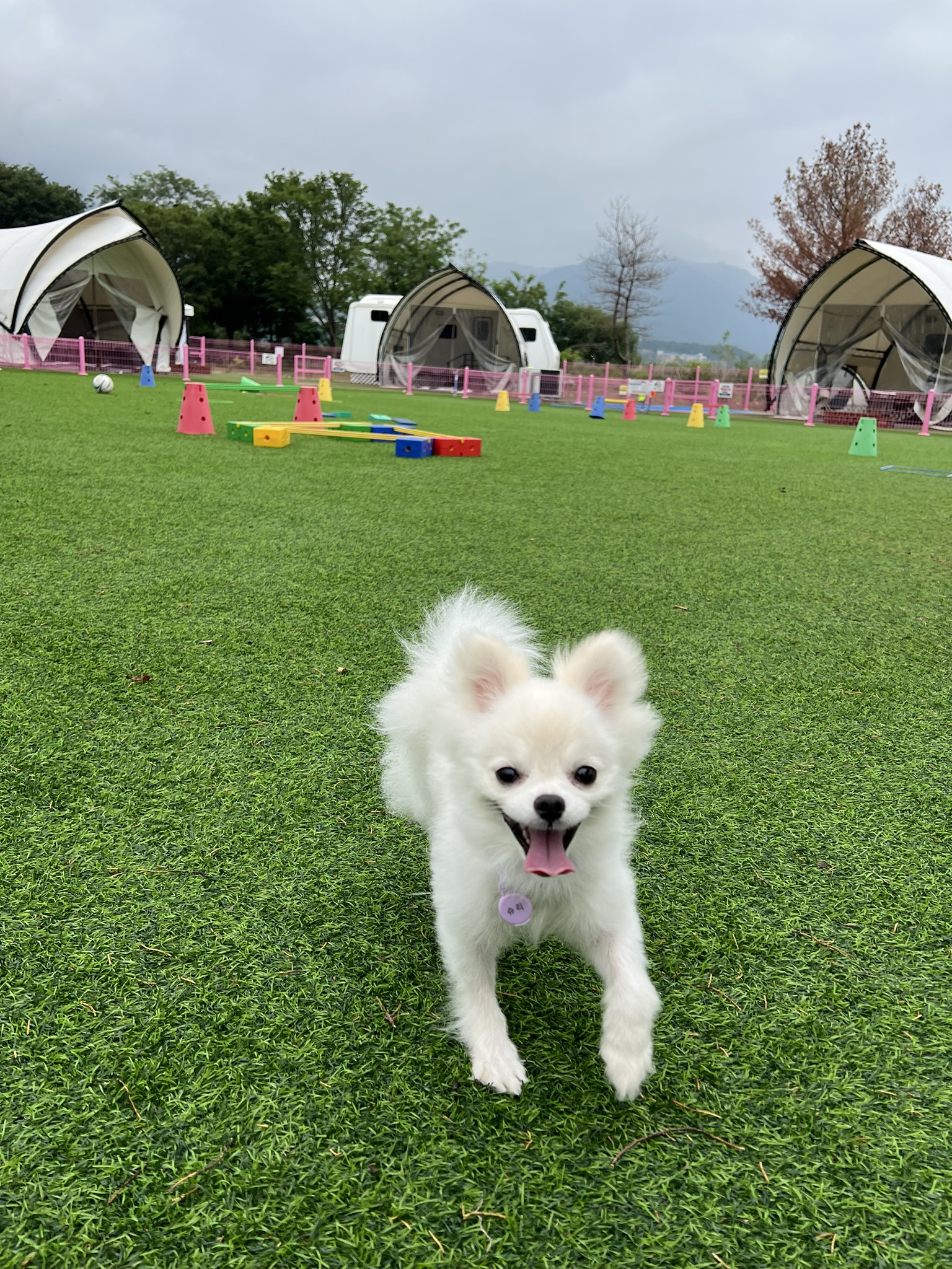 슈크 입양 세달 후기