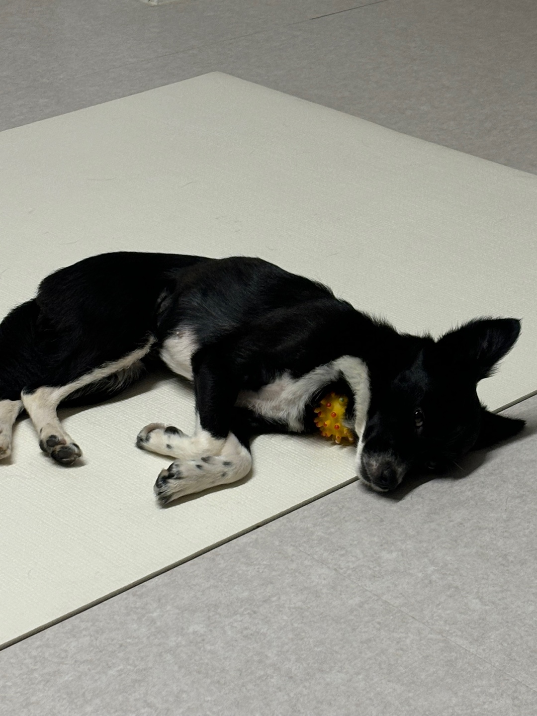 까콩이 임보 한달후기(현:셀리)