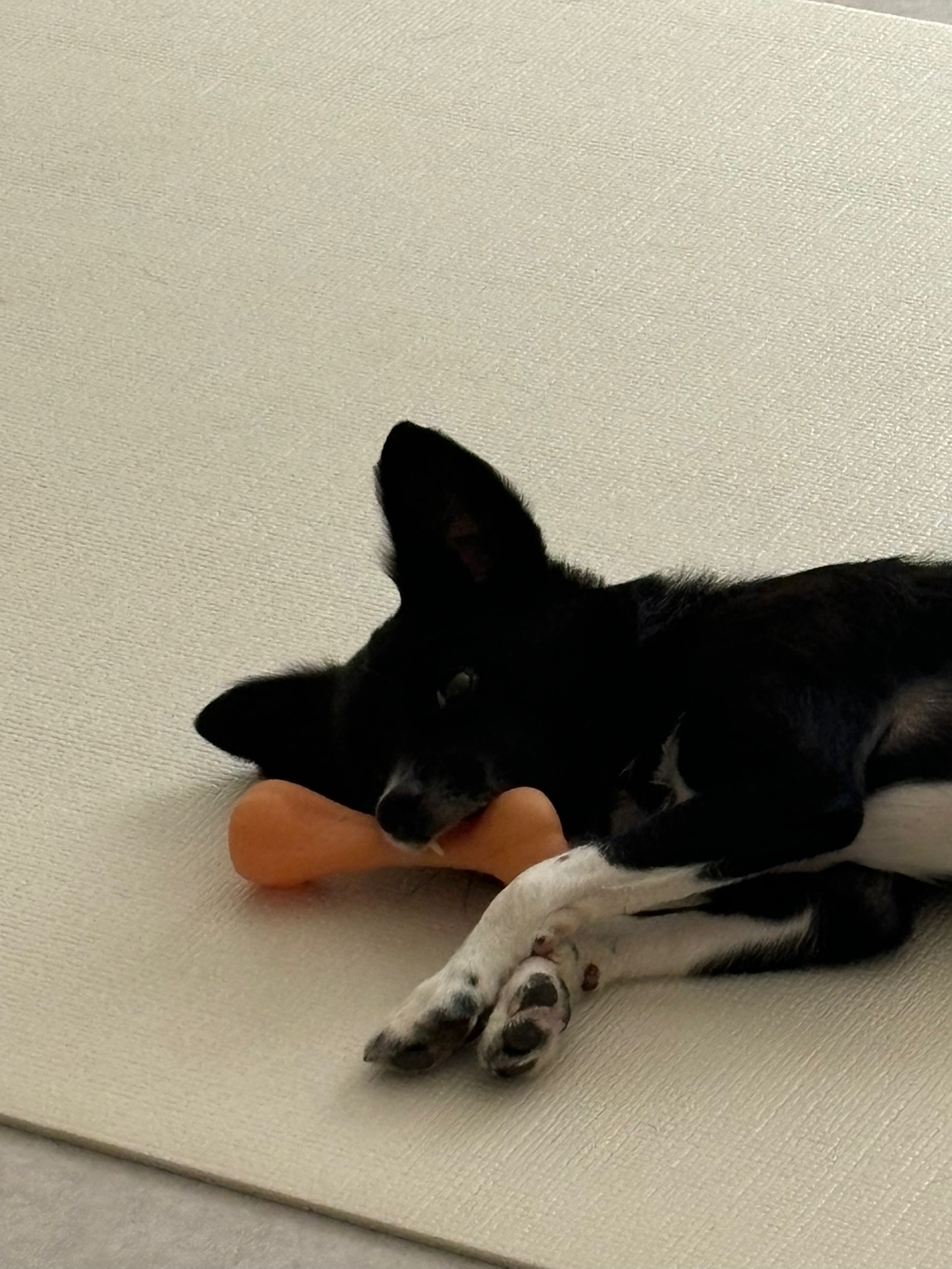 까콩이 임보 한달후기(현:셀리)