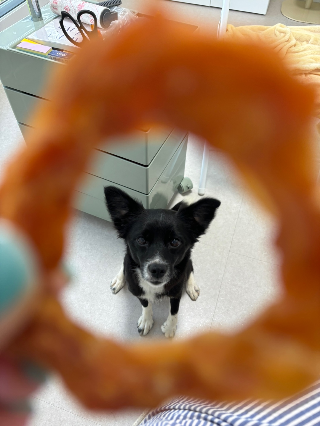 까콩이 임보 한달후기(현:셀리)