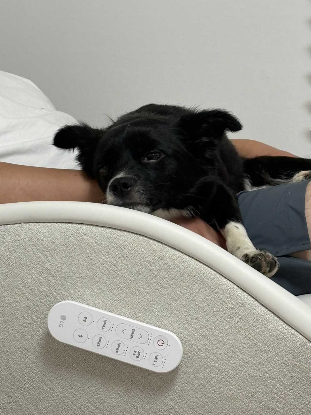 까콩이 임보 한달후기(현:셀리)